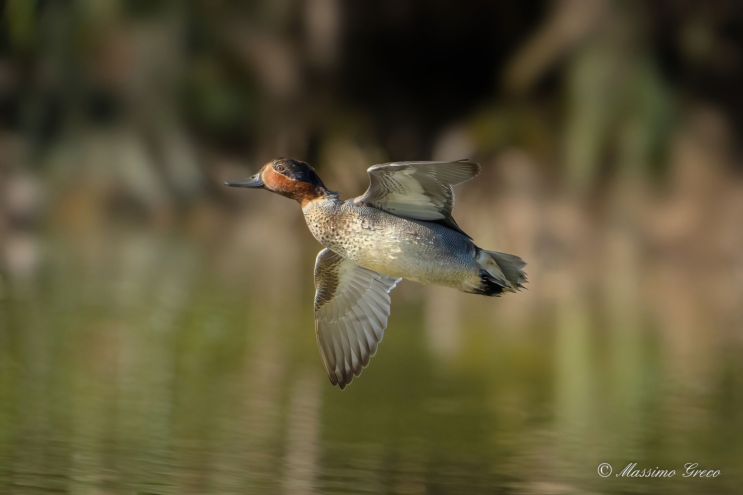 Alzavola (Anas crecca)