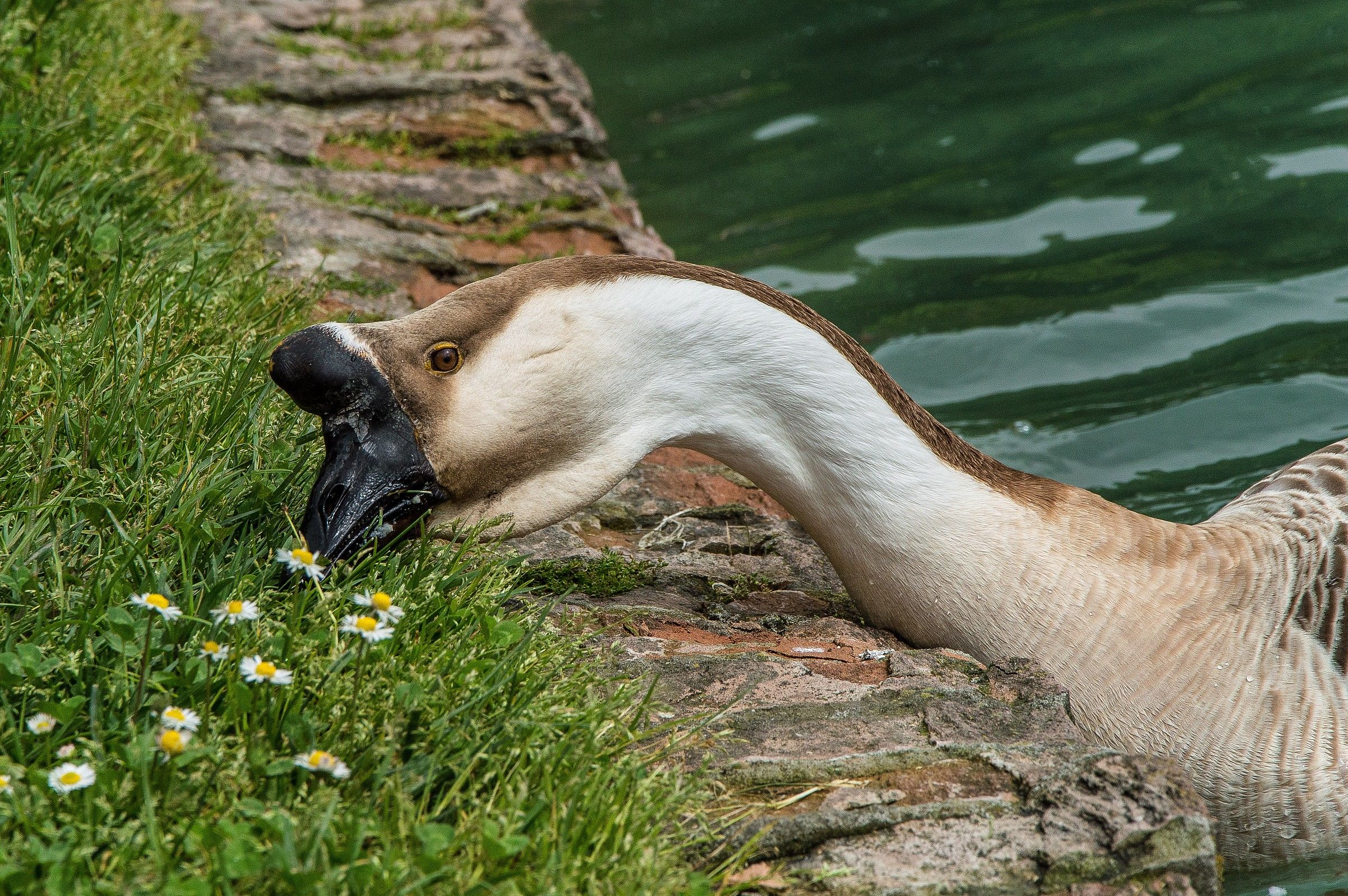 Romeo mangia le margherite