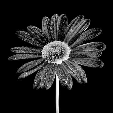 Gerbera