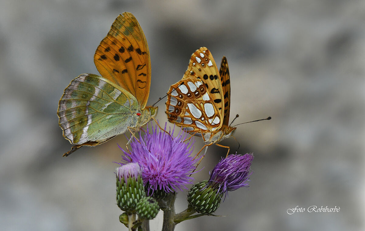 Un attimo di natura...