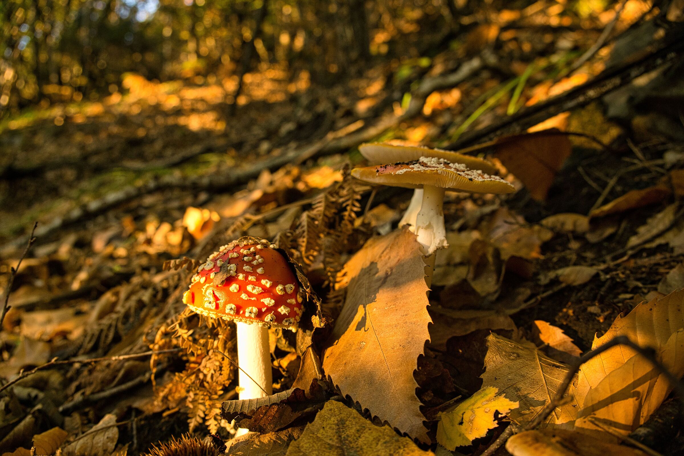 amanita