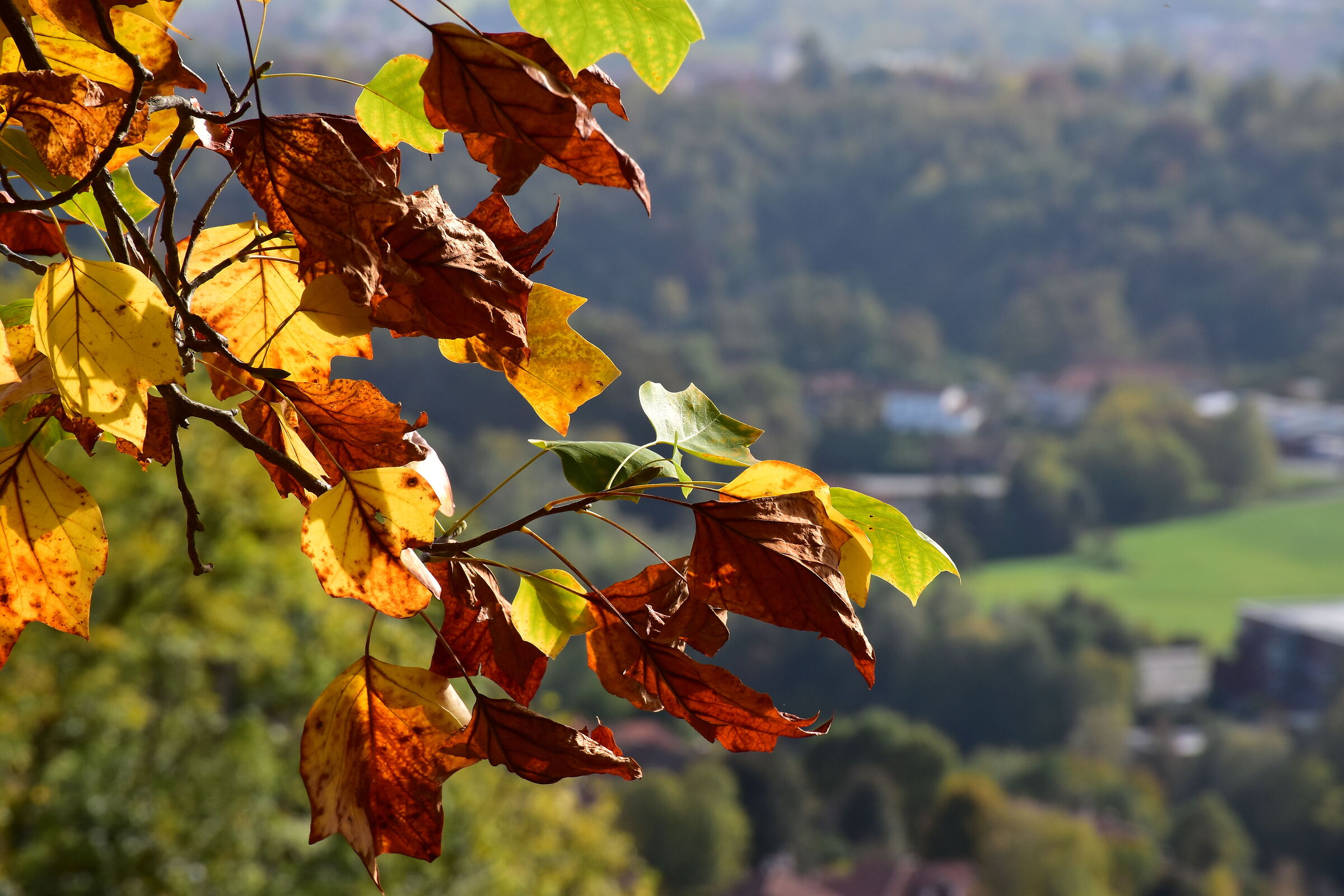 foliage al Parco Burcina - Pollone - Biella