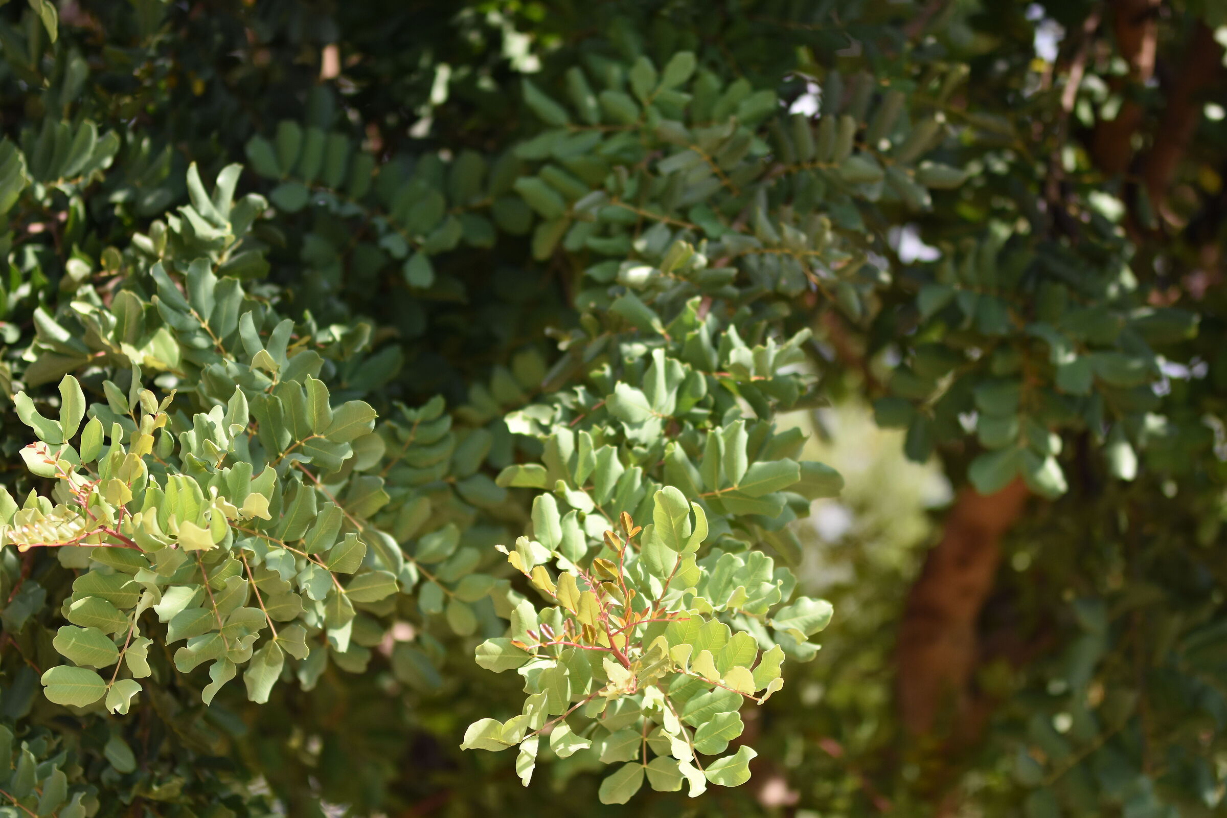 " F. 1.4 ", 1/ 8.0 0 0, ISO 250- Sigma 85, 1.4 Art