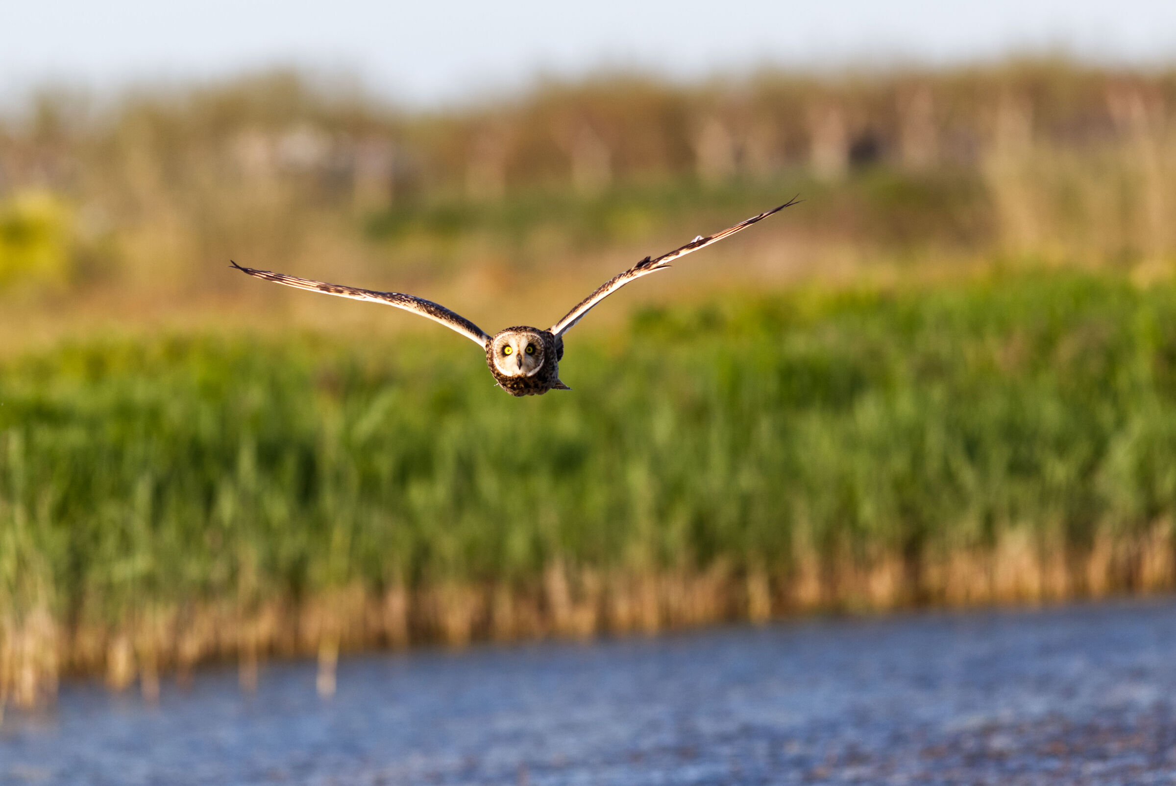 Marsh owl in reconnaissance