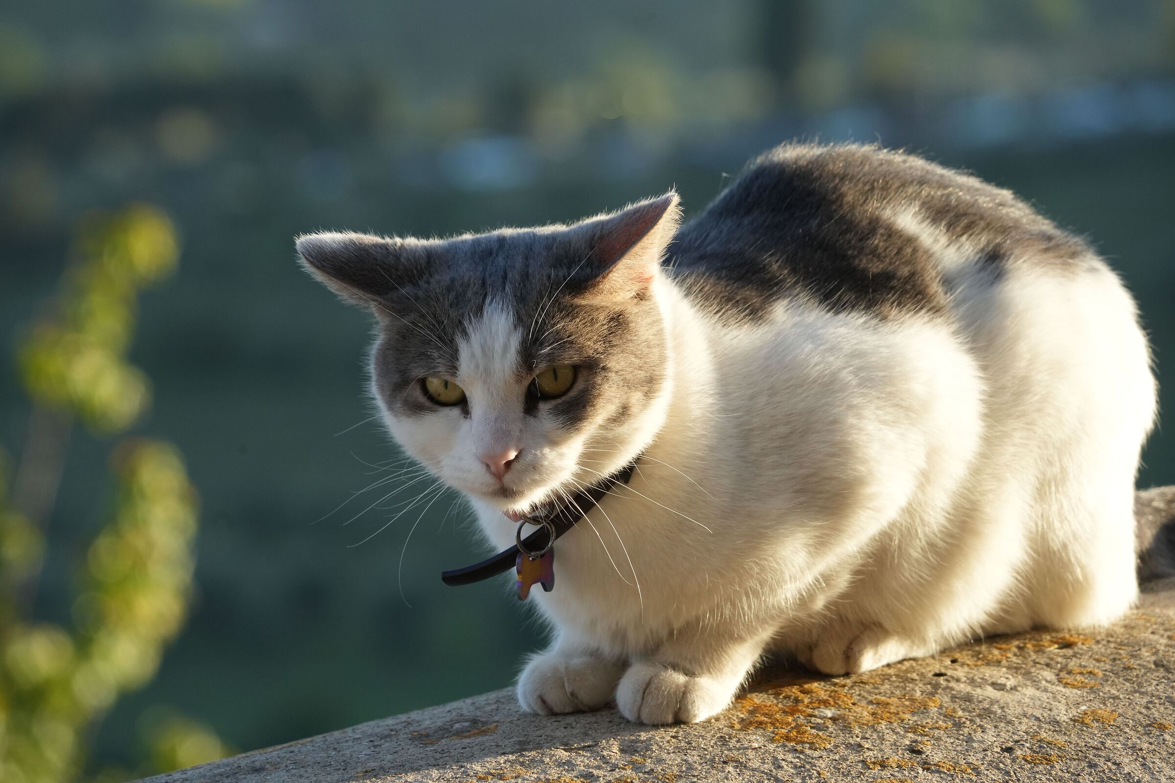 TEst 24-240 - 2000 ISO - 240mm