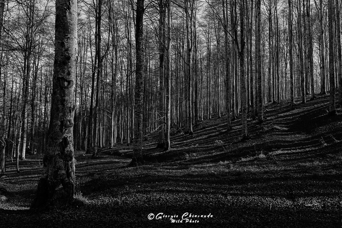 Pizzoc, faggi di fine Ottobre