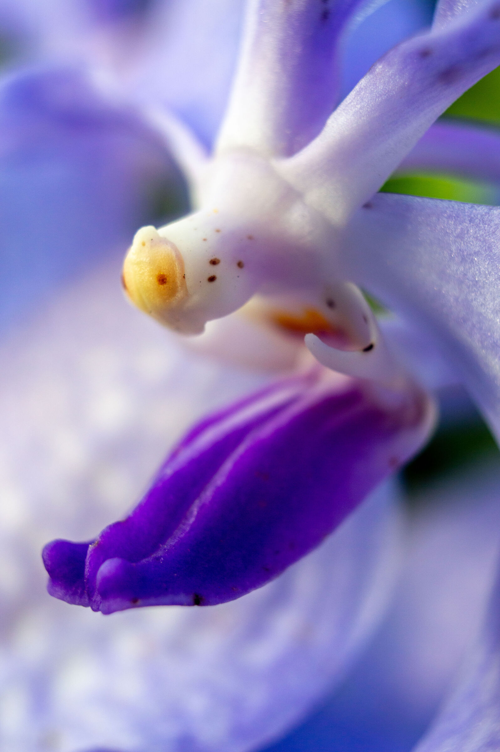 Orchid
