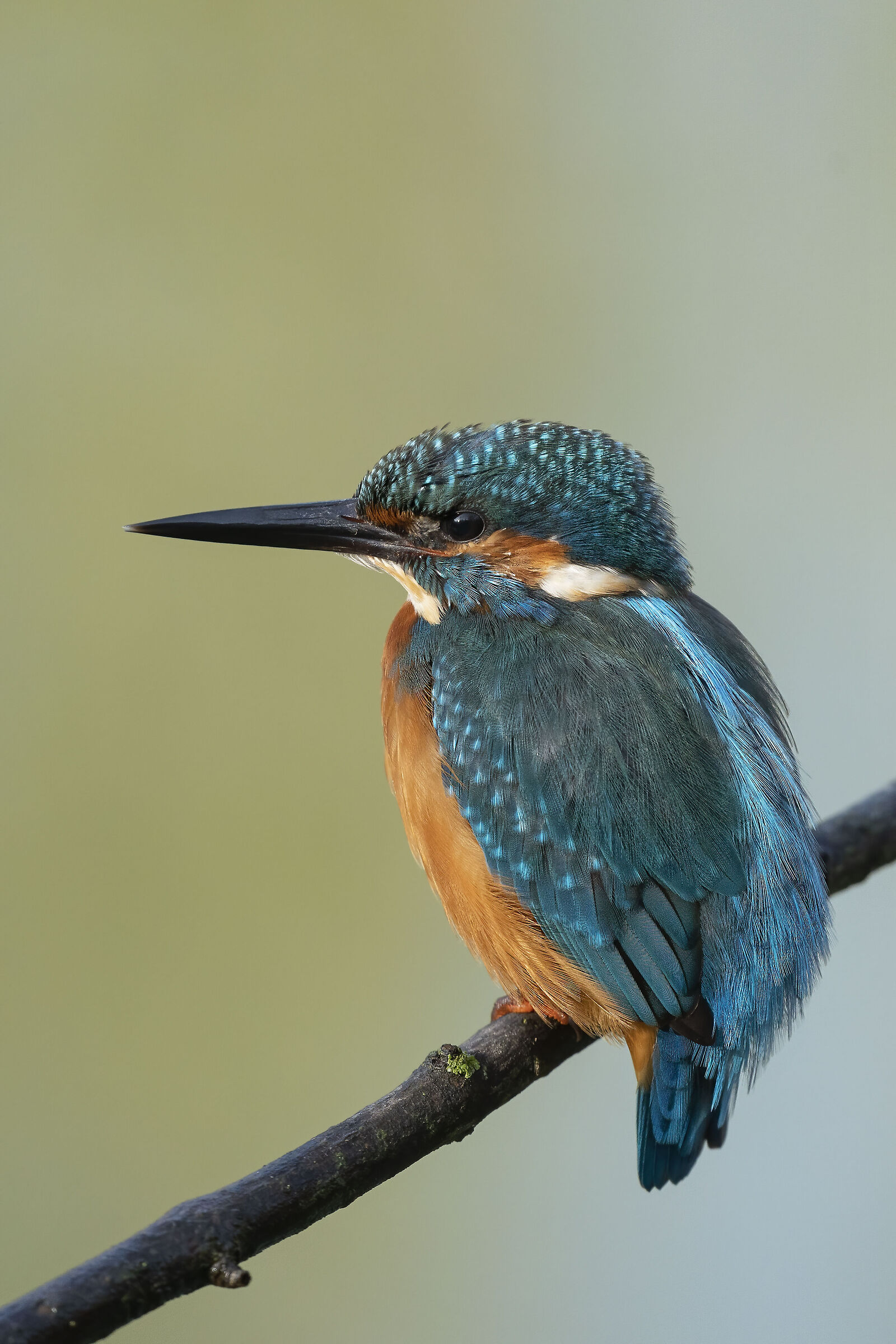Oasis Casale - Martino