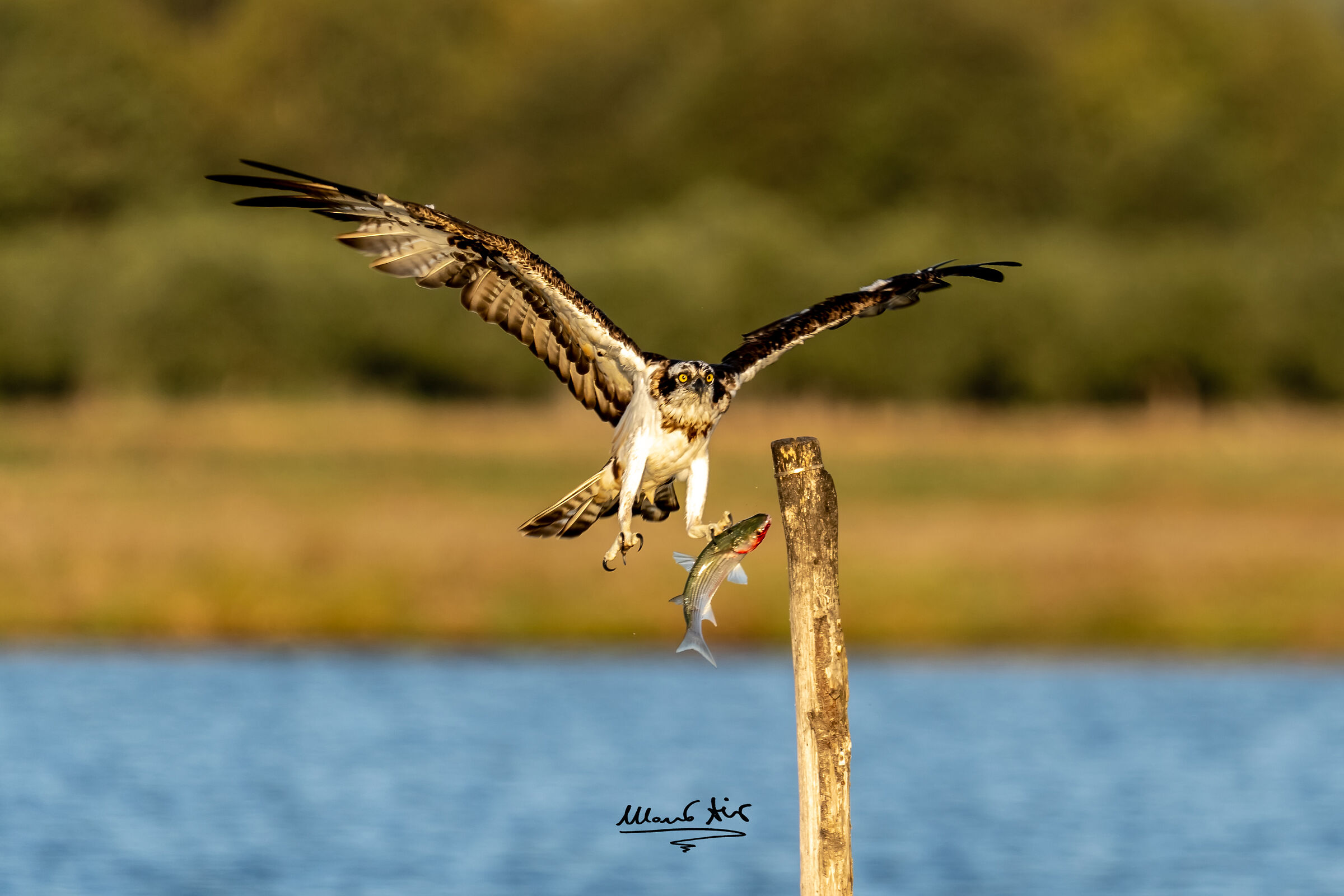 Falco pescatore