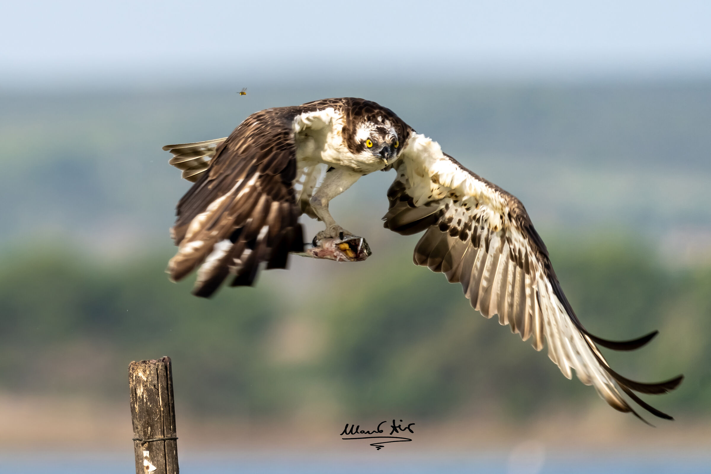 Falco pescatore