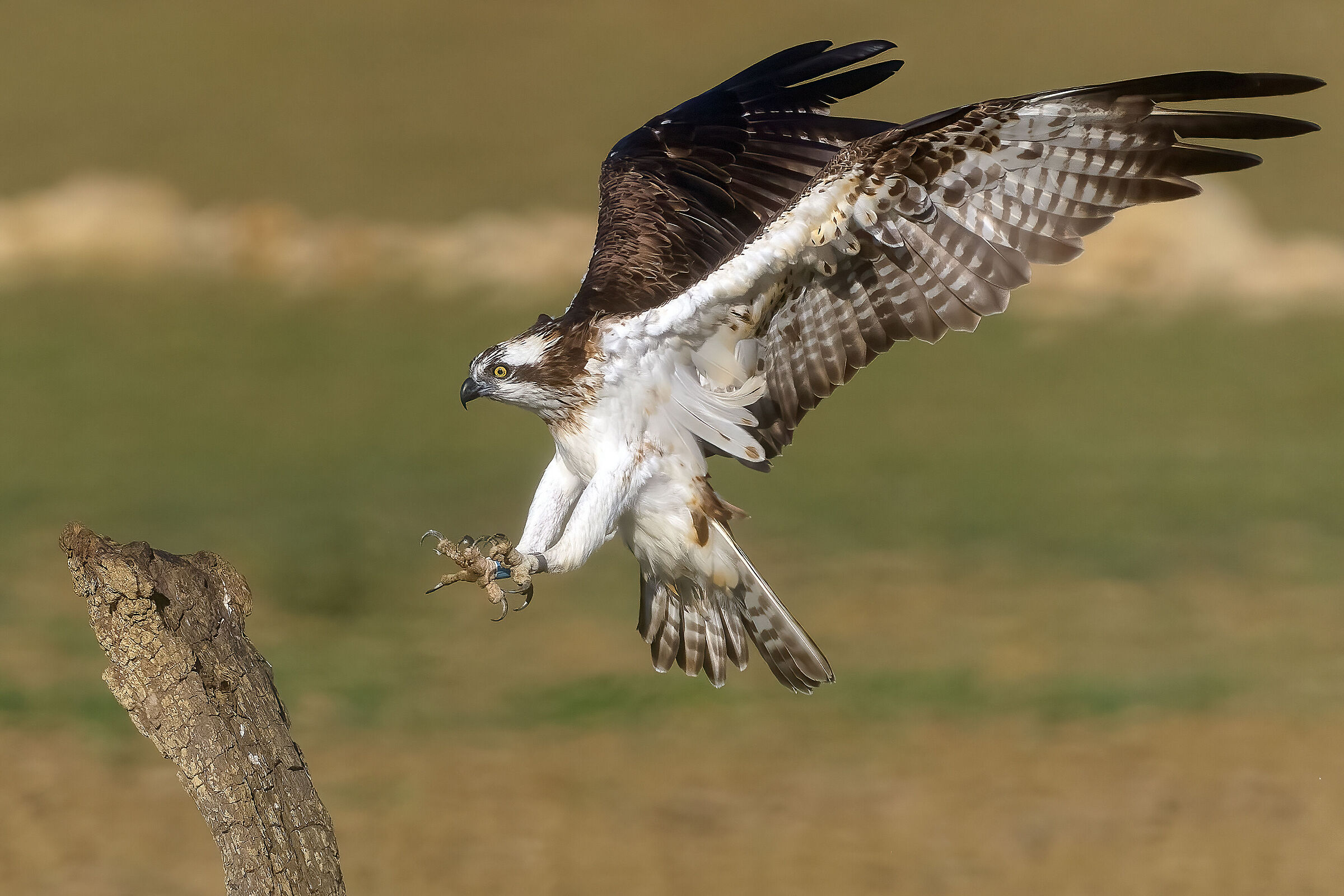Osprey
