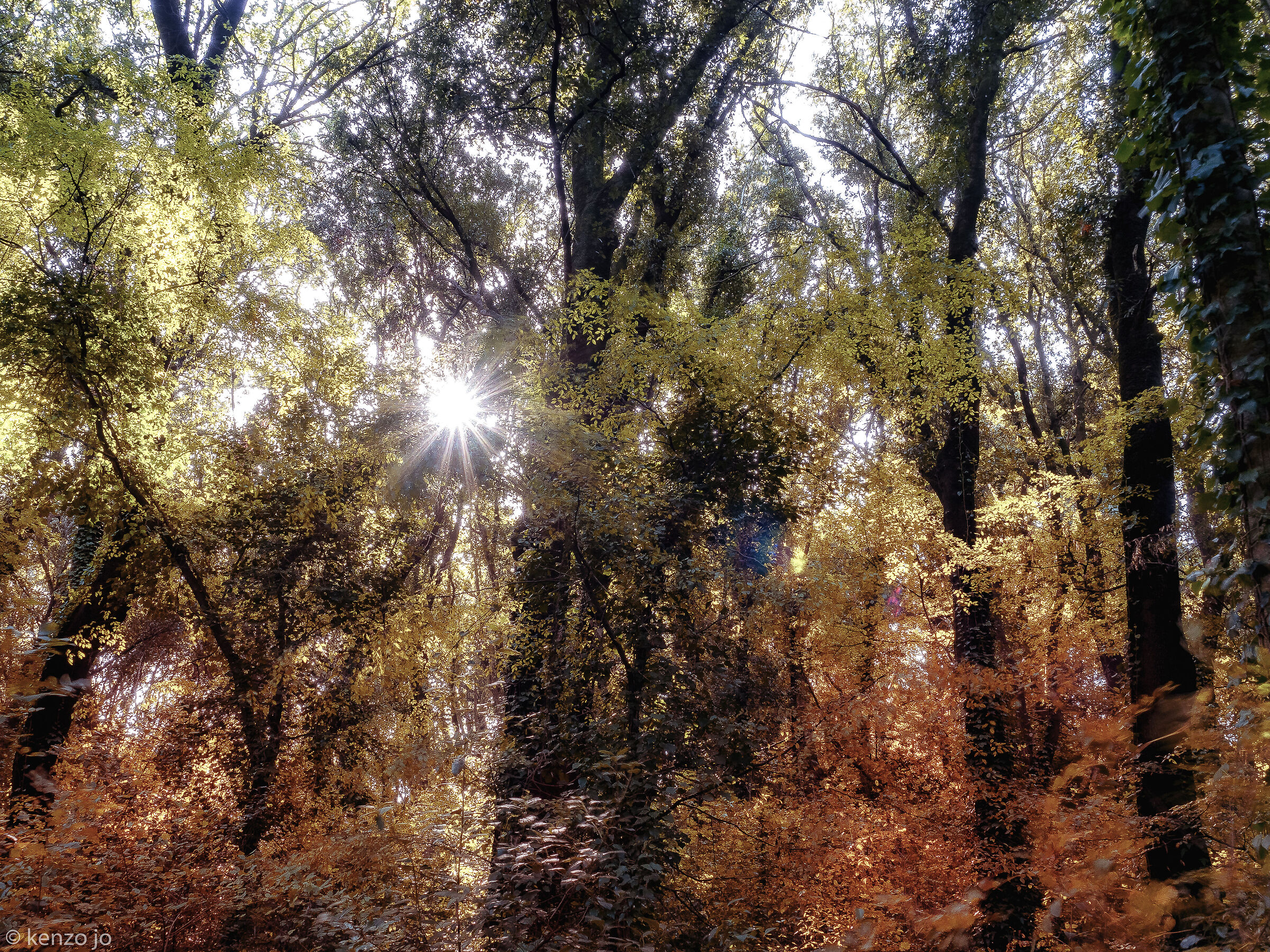 The magic of the forest