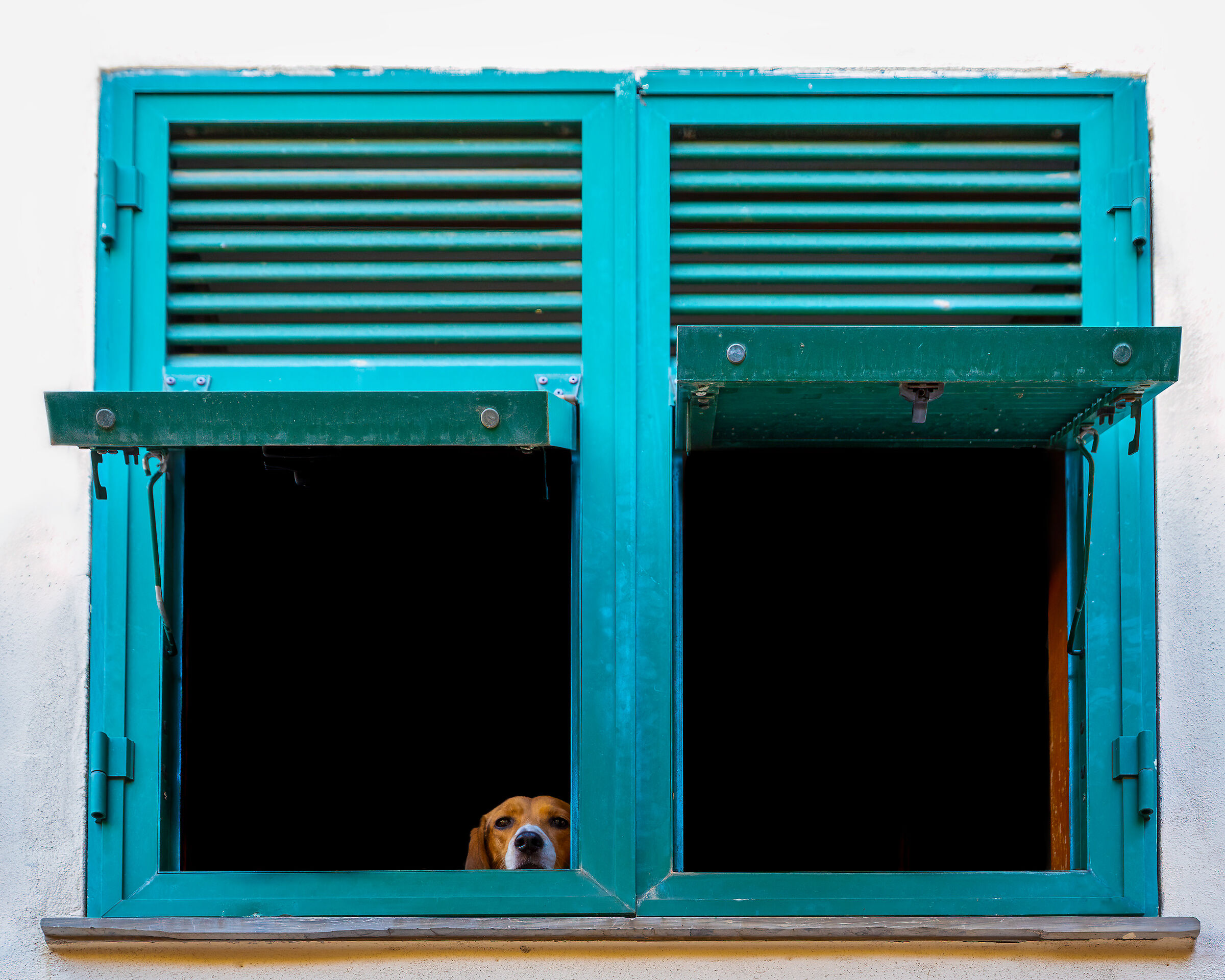 Surveillance dog