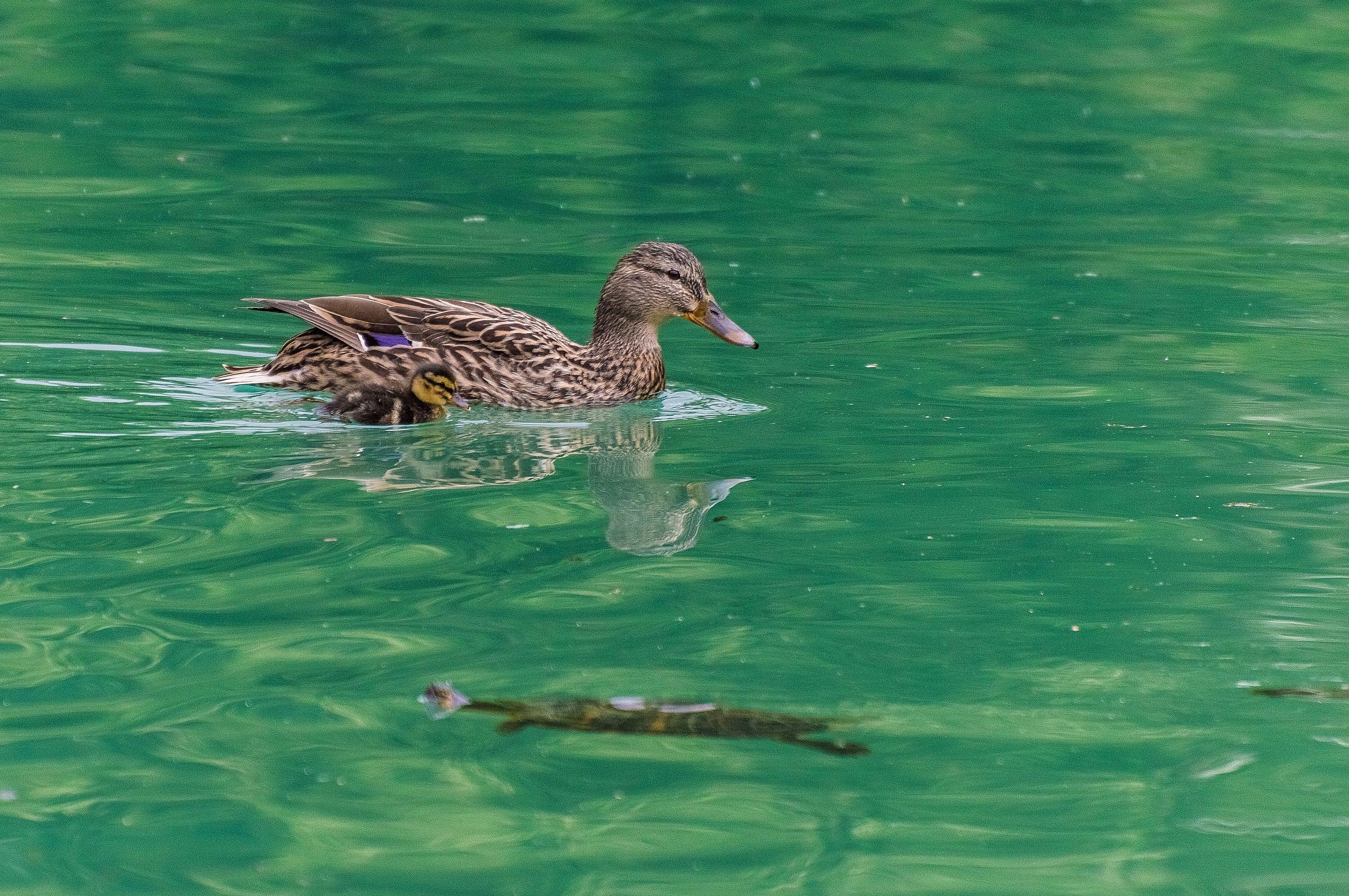 sopra e sotto l'acqua