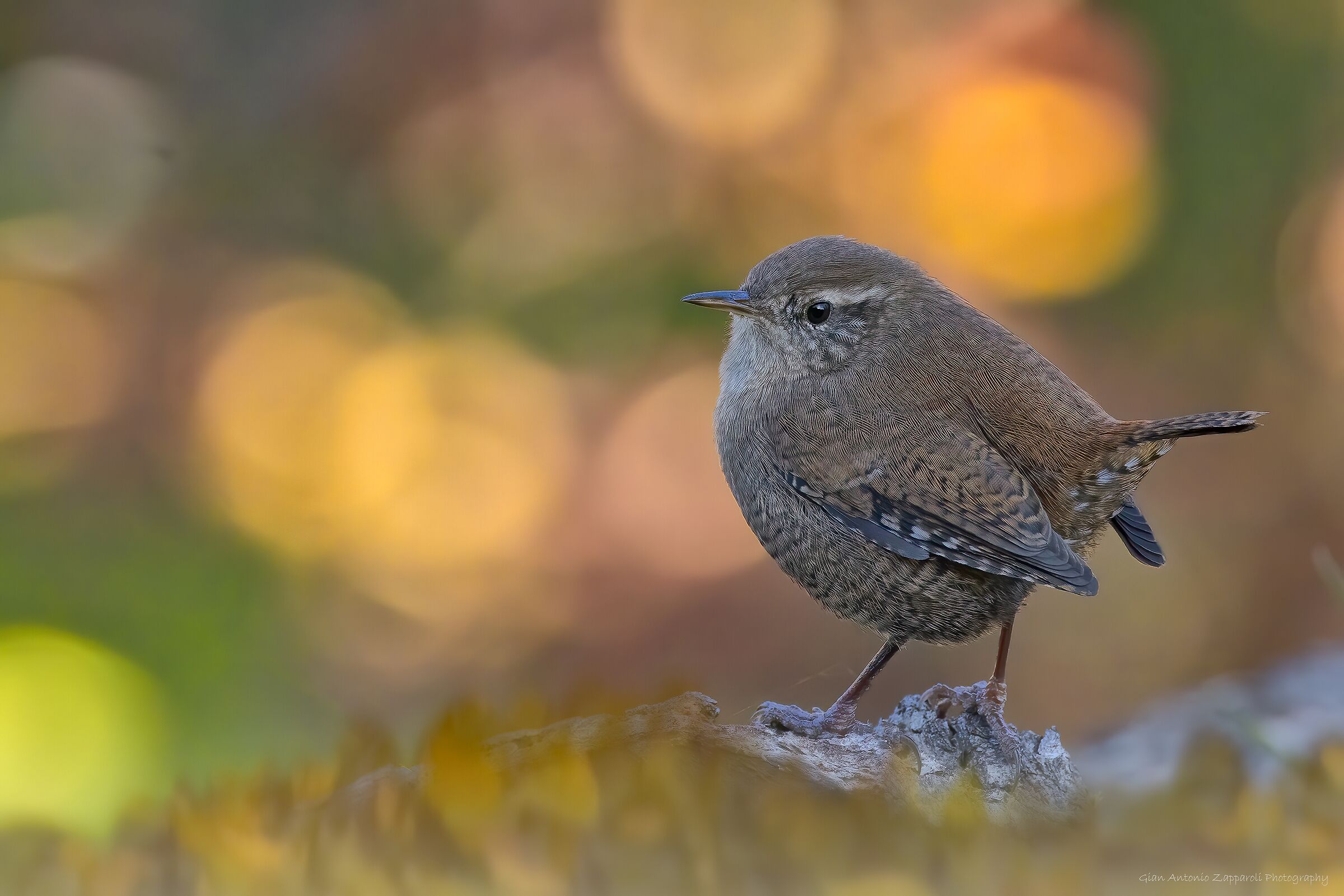Scricciolo (Troglodytes troglodytes)