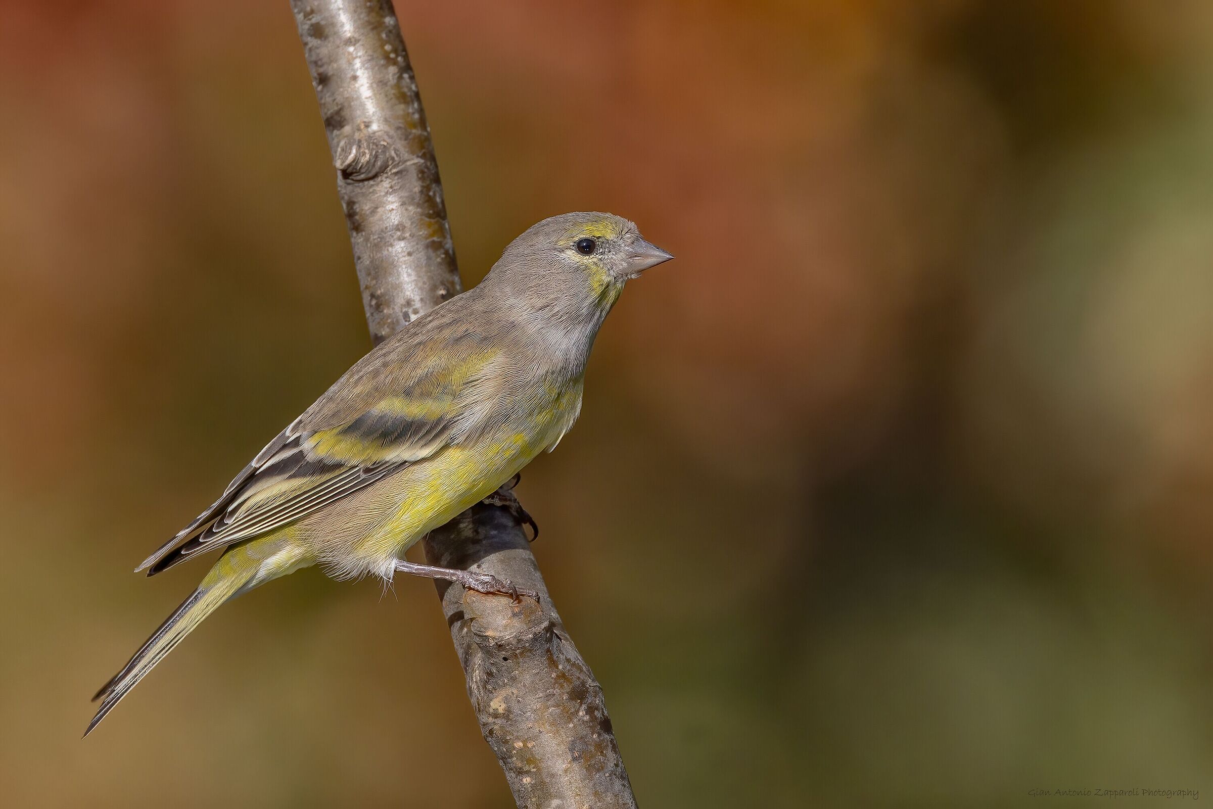 Venturone alpino (Carduelis citrinella)