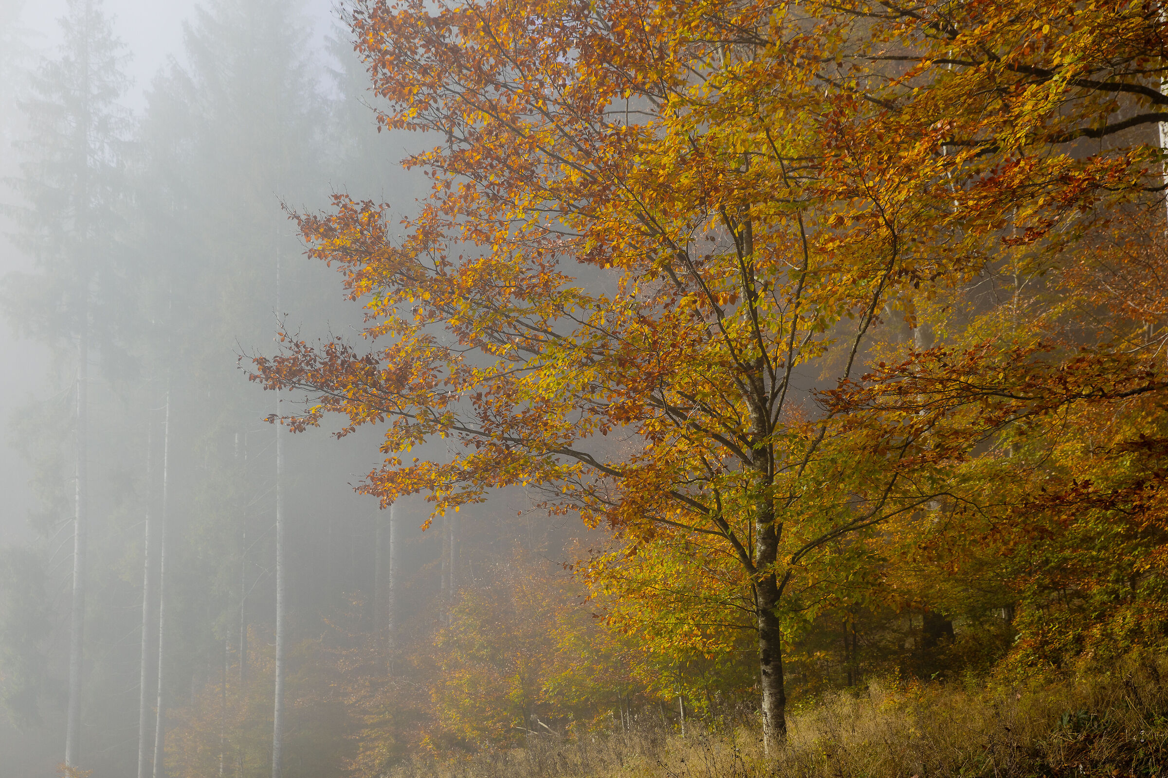 Fog at Cansiglio