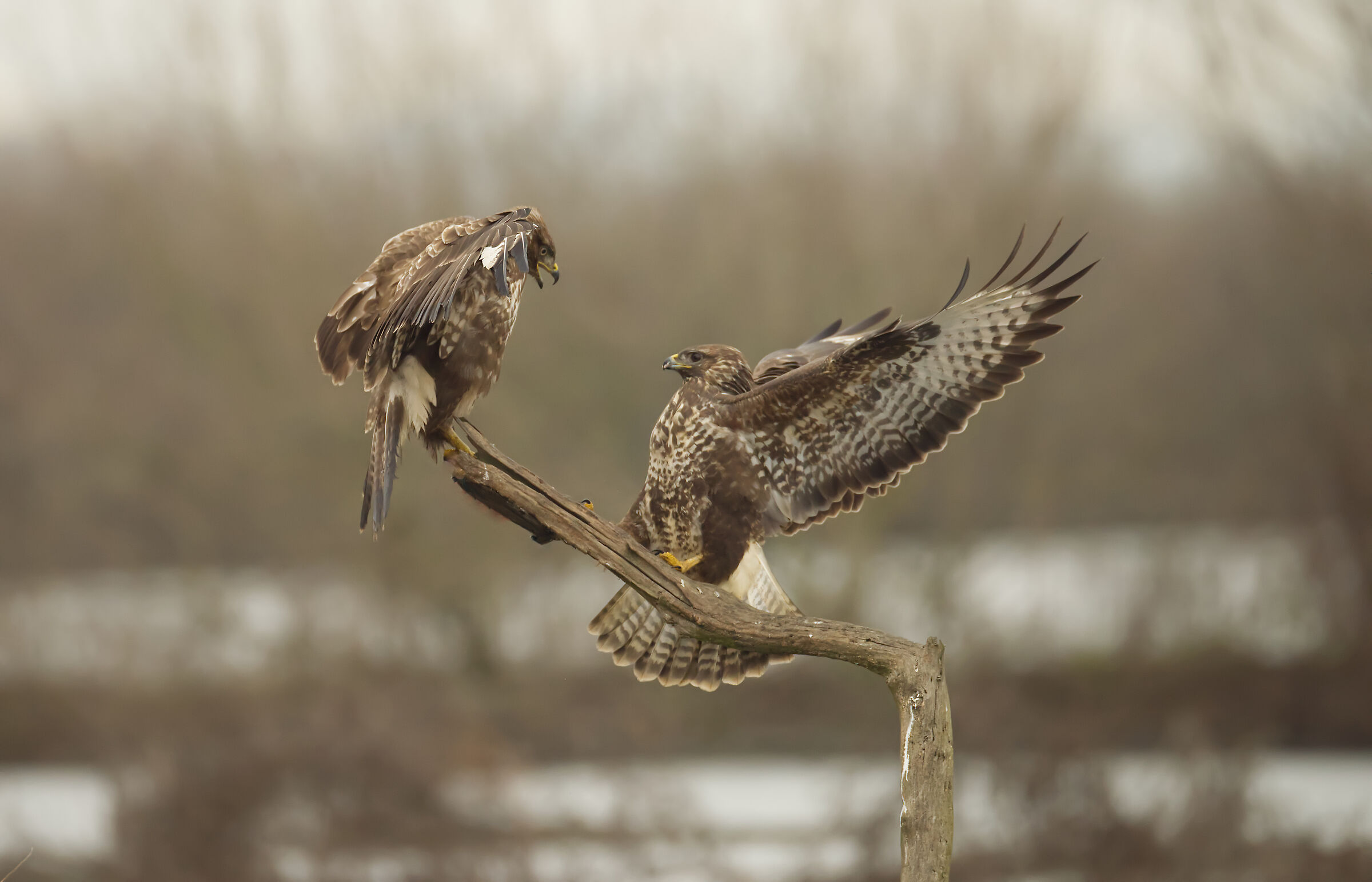 buzzards