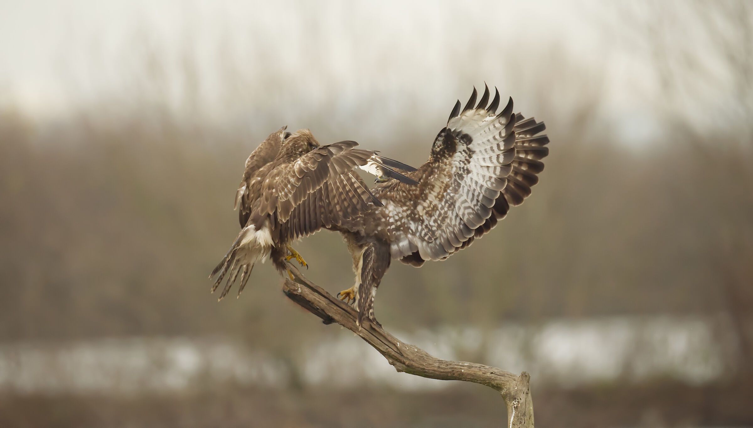 buzzards