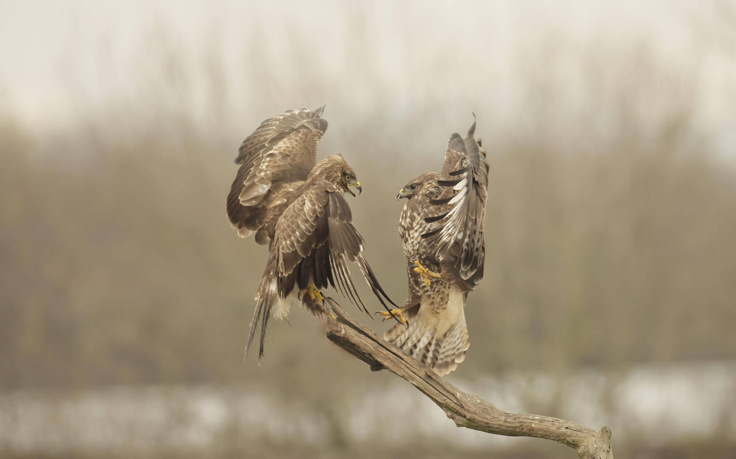 buzzards