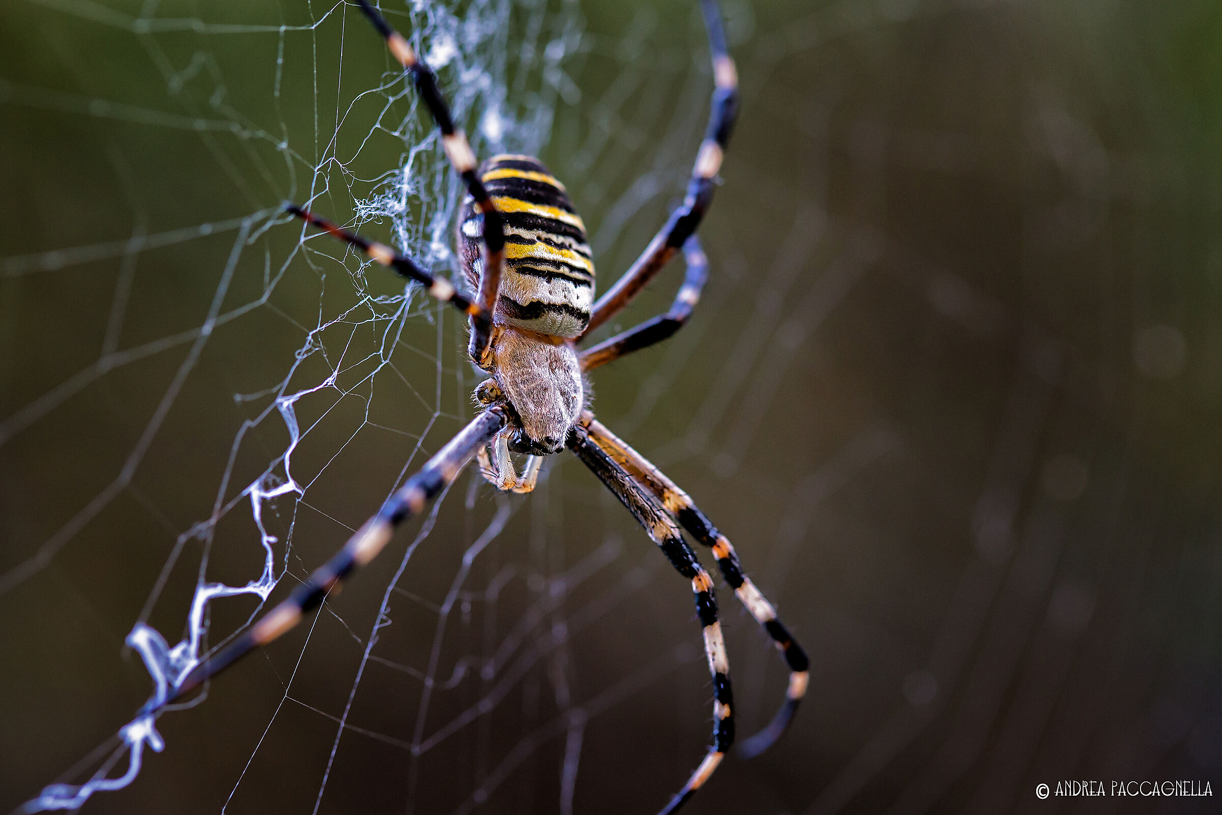 Argiope Bruennichi