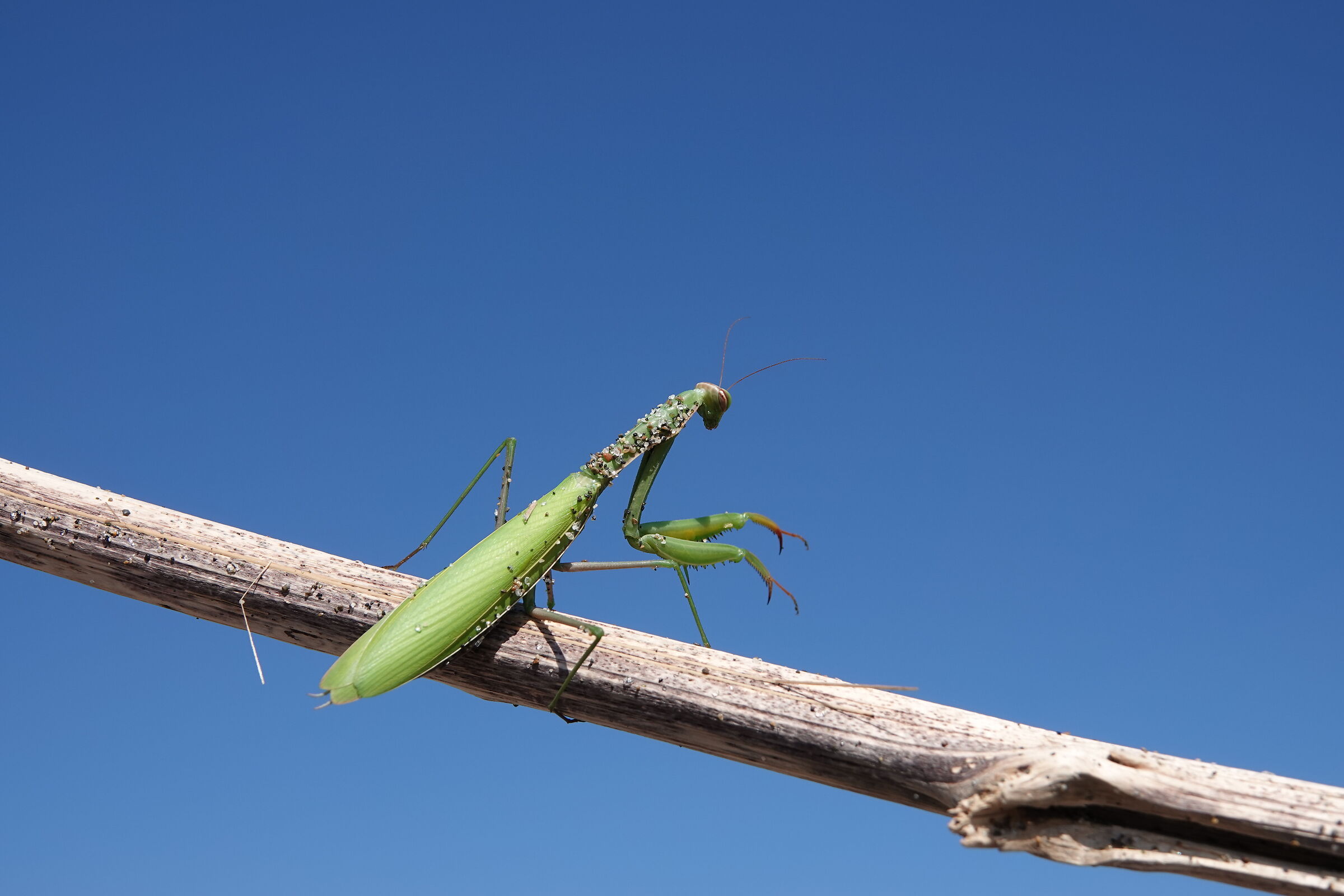 Mantide religiosa insabbiata