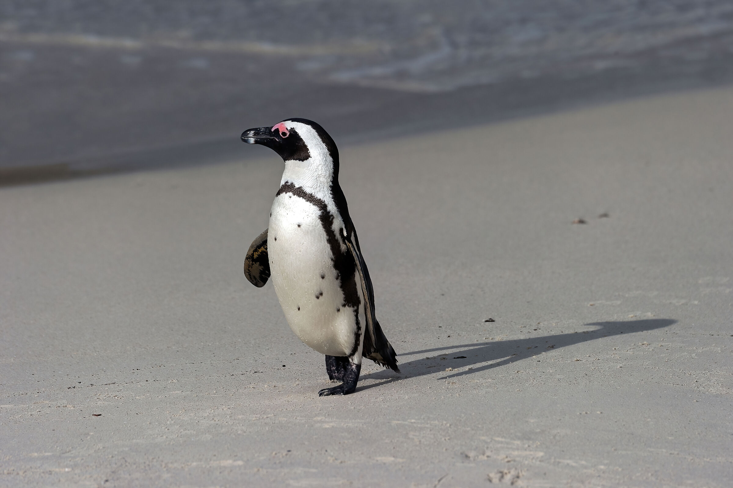 Pinguino del Capo (Spheniscus demersus)