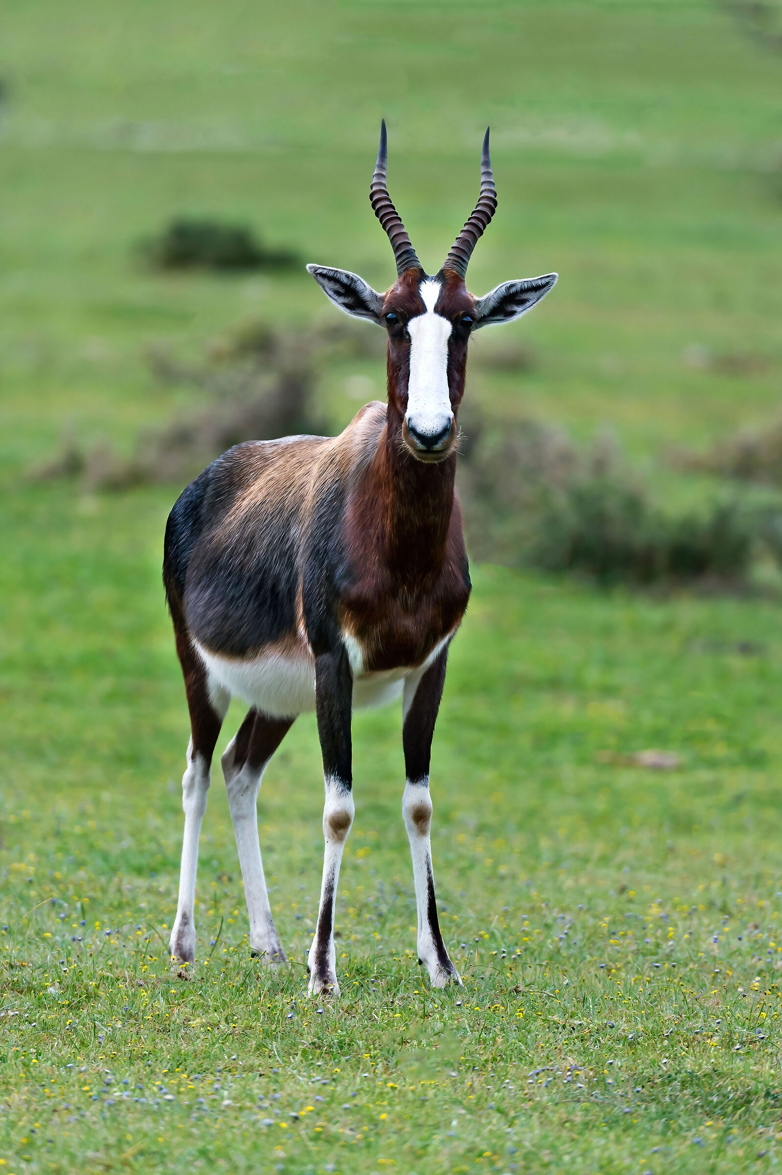 Antilope dorcade (Damaliscus pygargus)