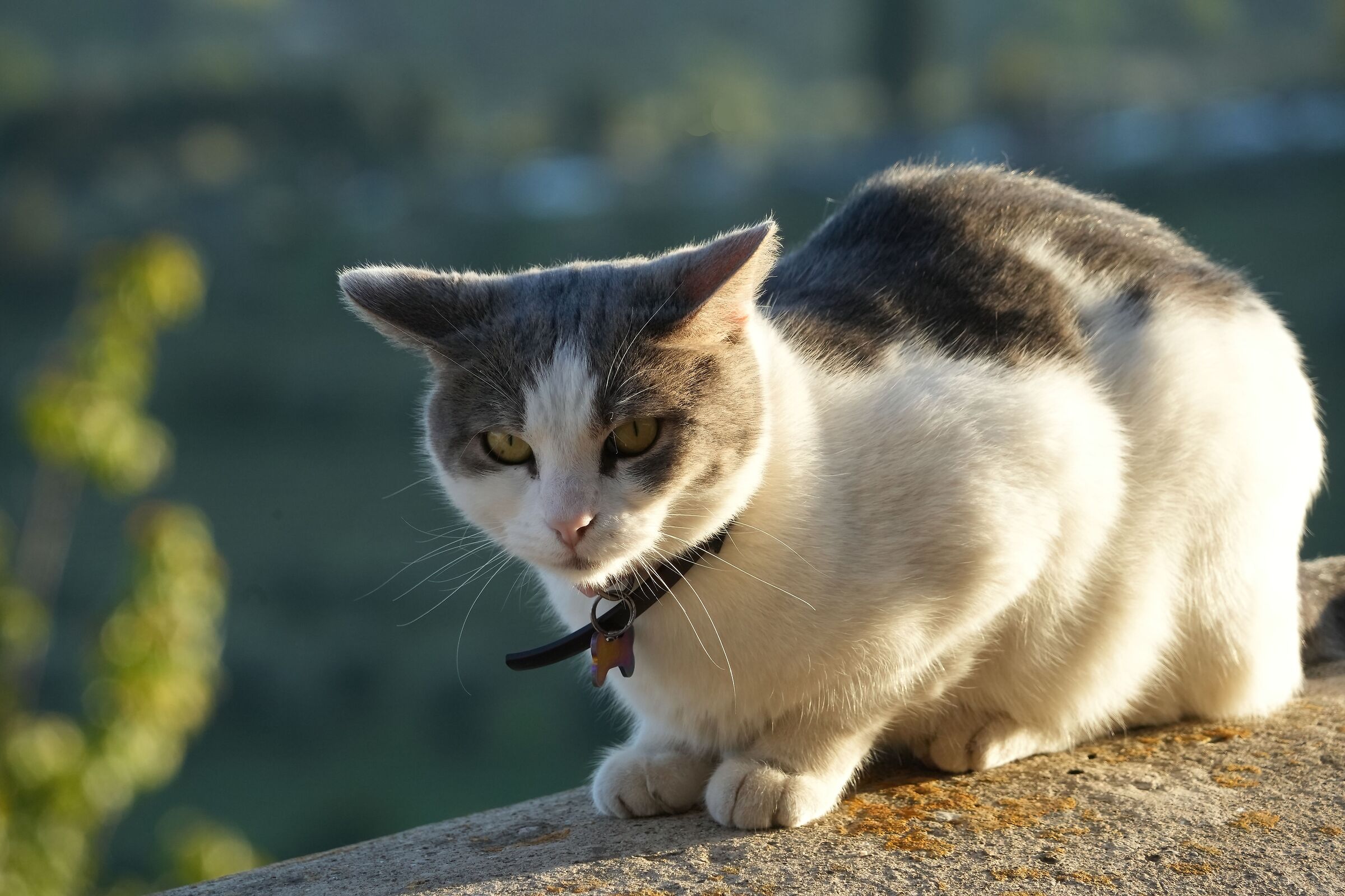 TEst 24-240 - Cat with denoise