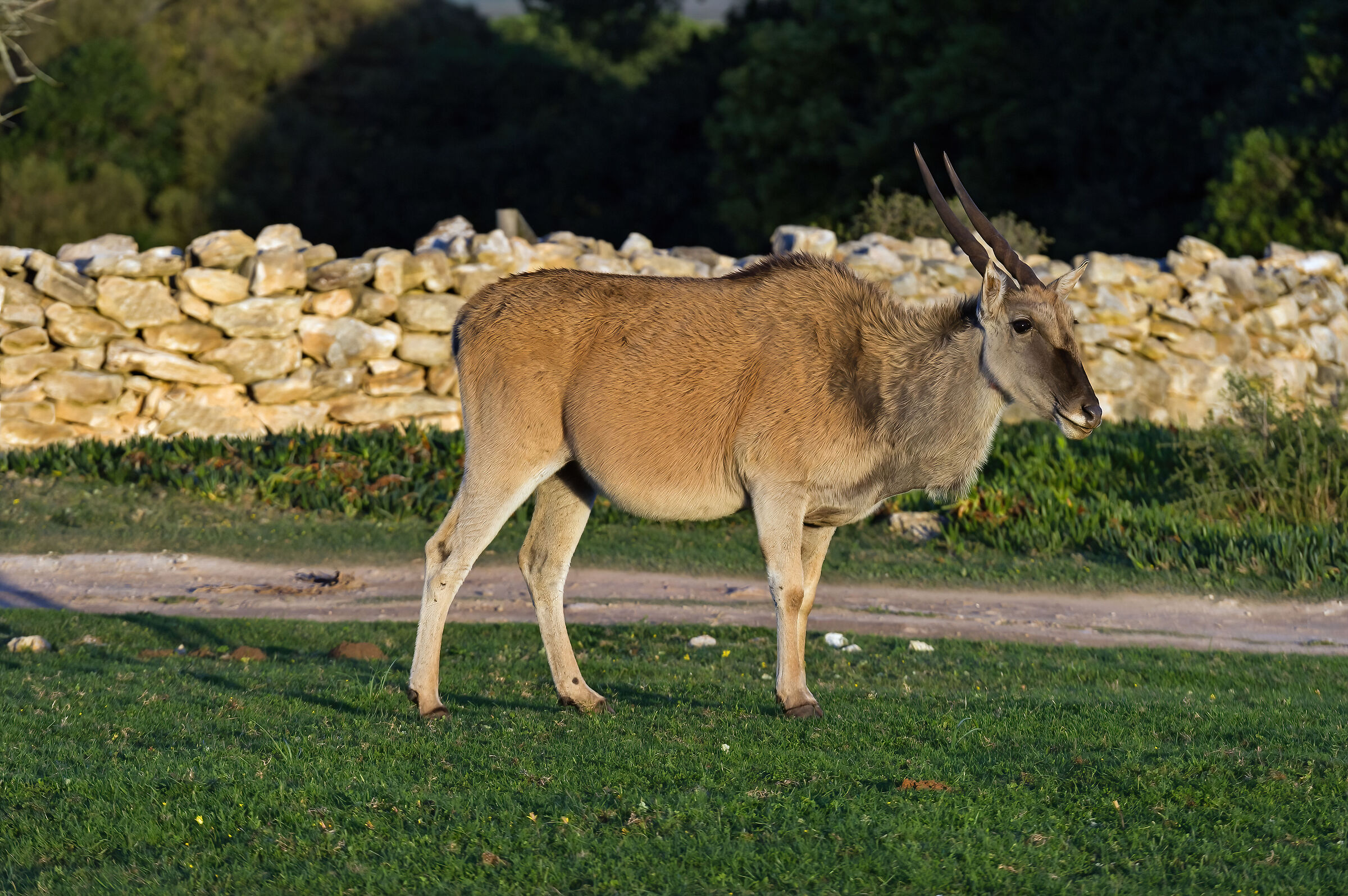Antilope alcina (Taurotragus oryx)
