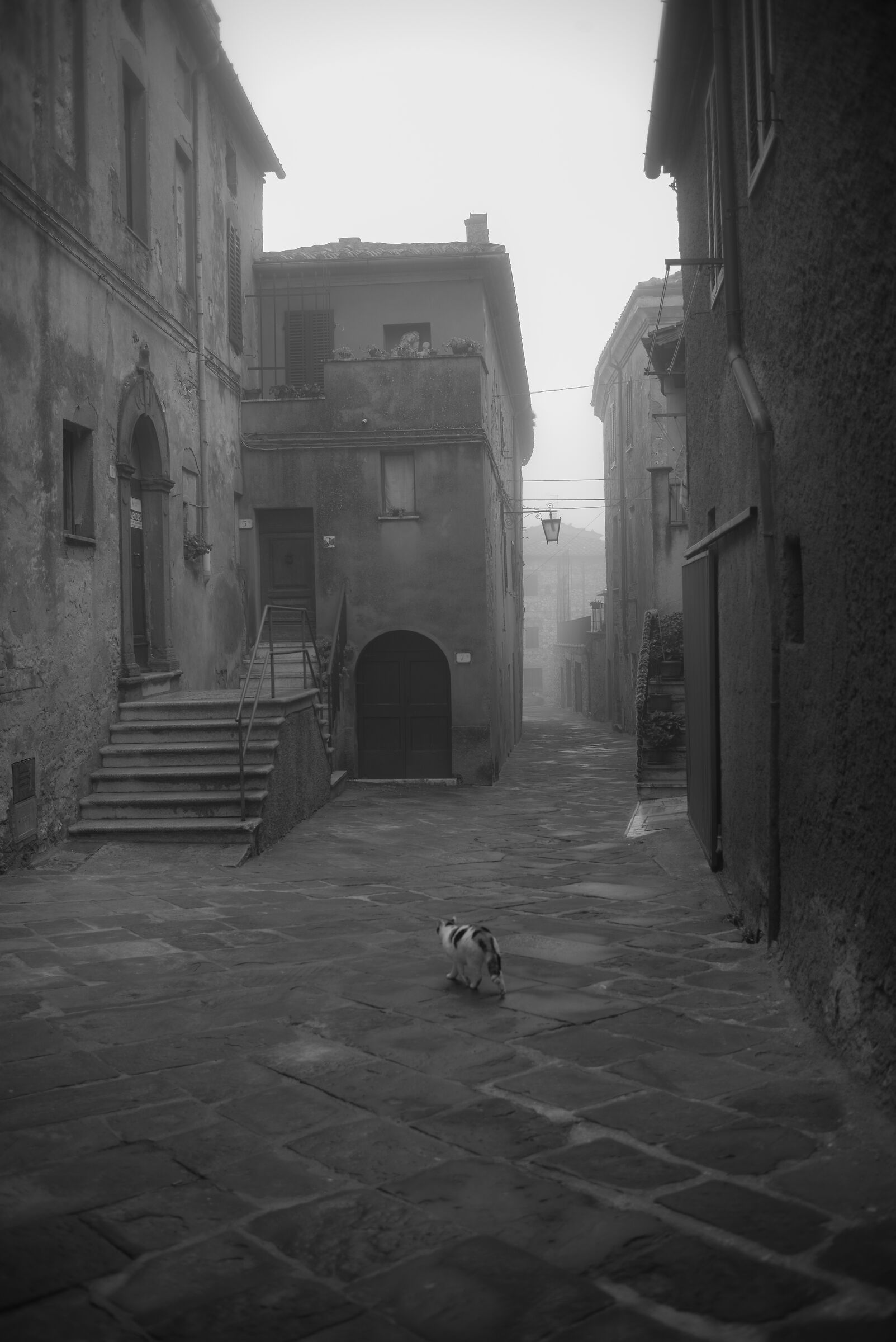 Non c'è un cane……