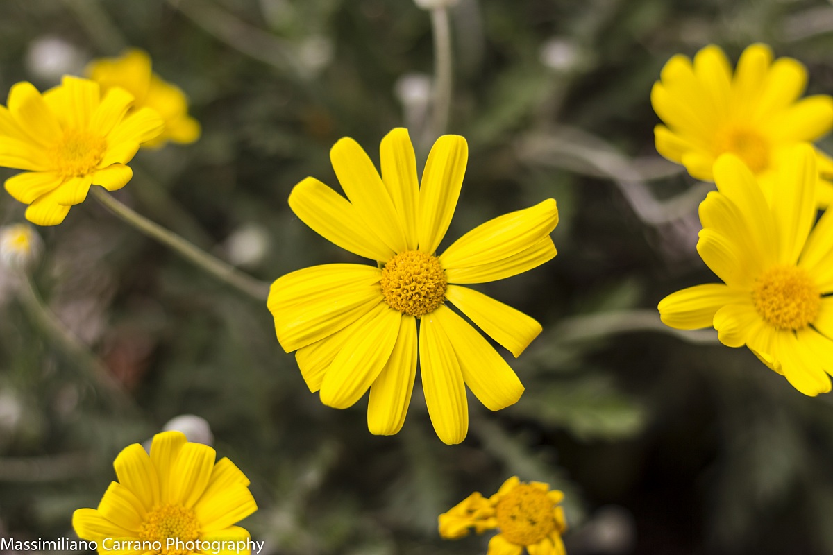 Margherite gialle