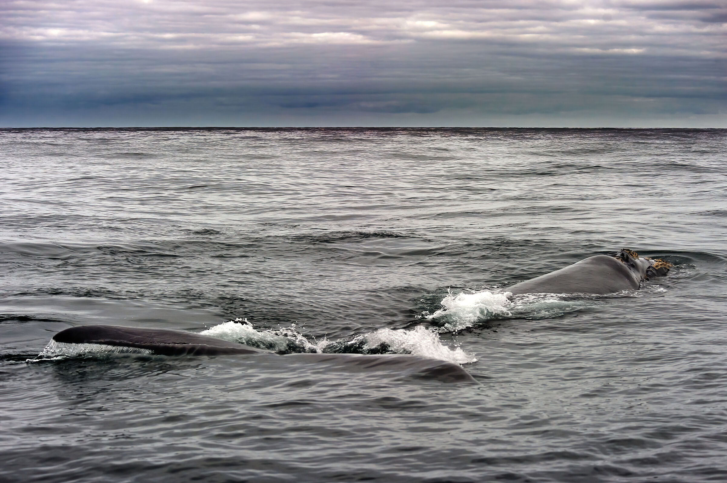 Balena franca australe (Eubalaena australis)