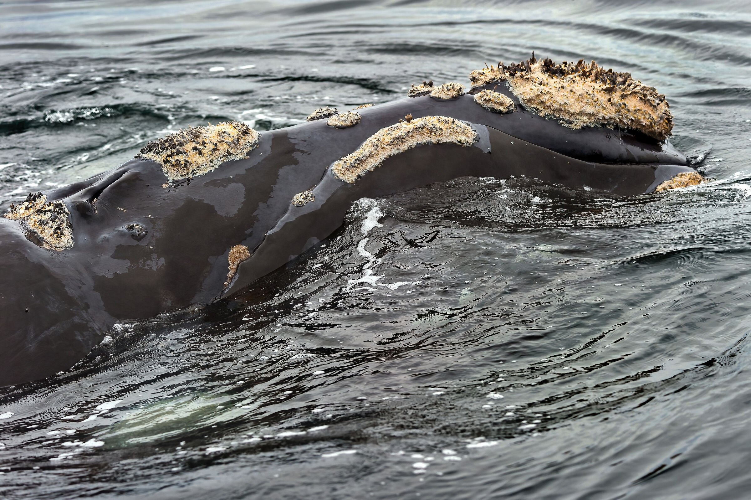 Balena franca australe (Eubalaena australis)