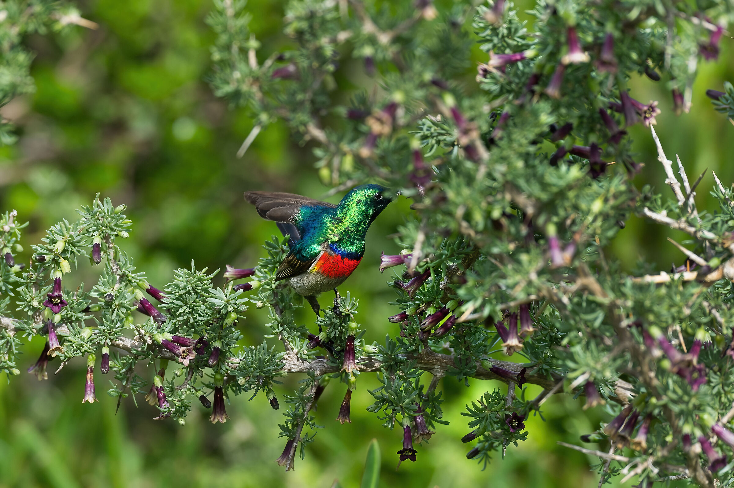 Nettarinia sudafricana