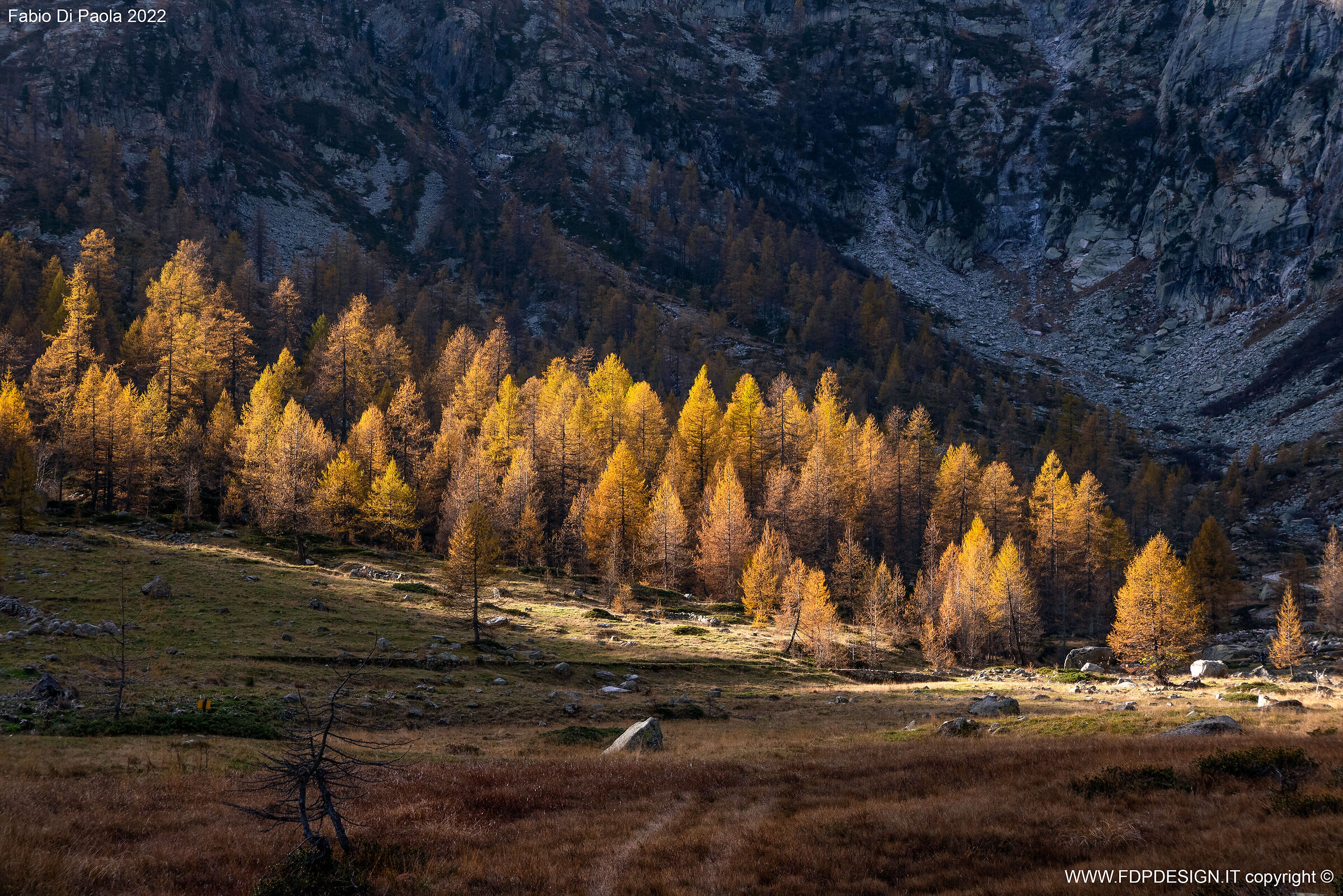 Larici nella Piana del Valasco