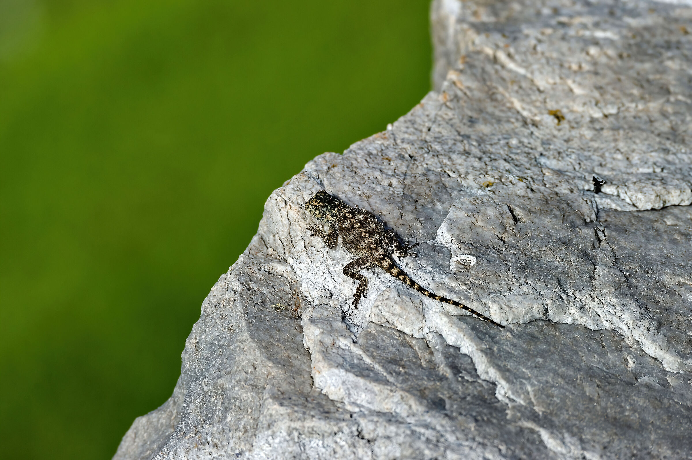 Agama sudafricana juv.