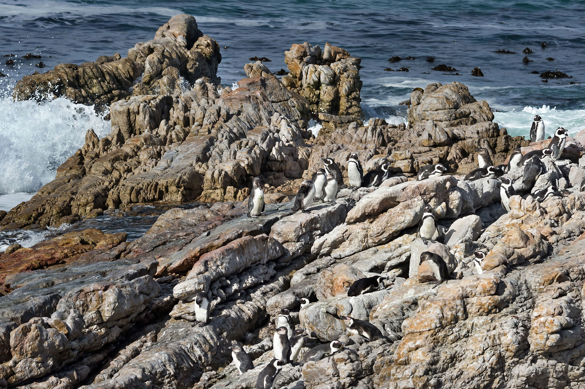 Pinguini del Capo (Spheniscus demersus)