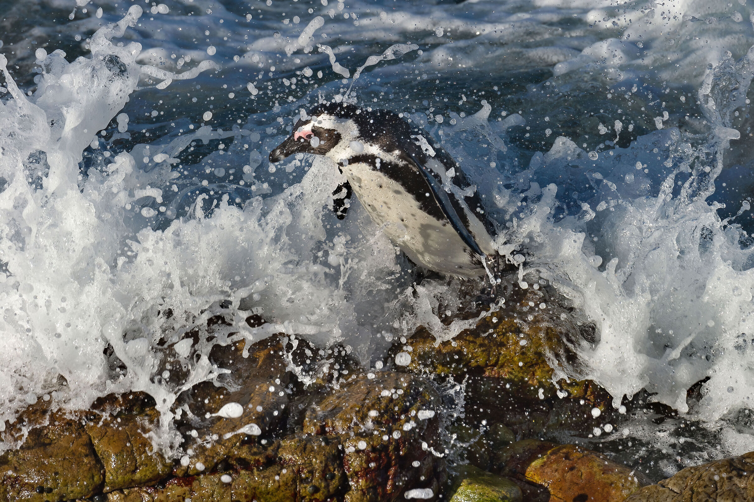 Pinguino del Capo (Spheniscus demersus)