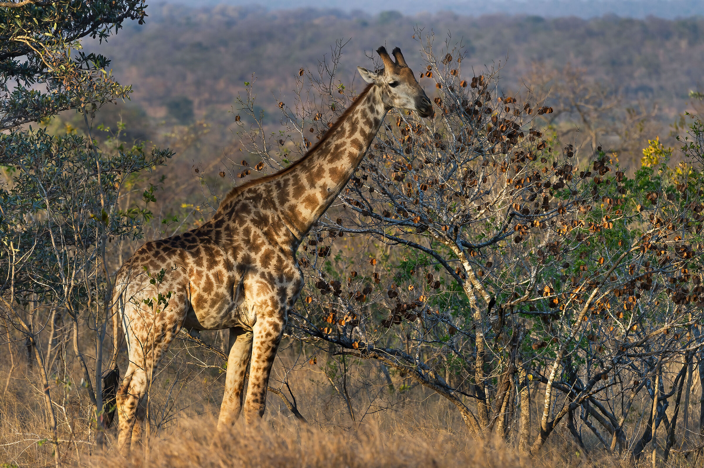 Giraffa (G. camelopardalis g.)