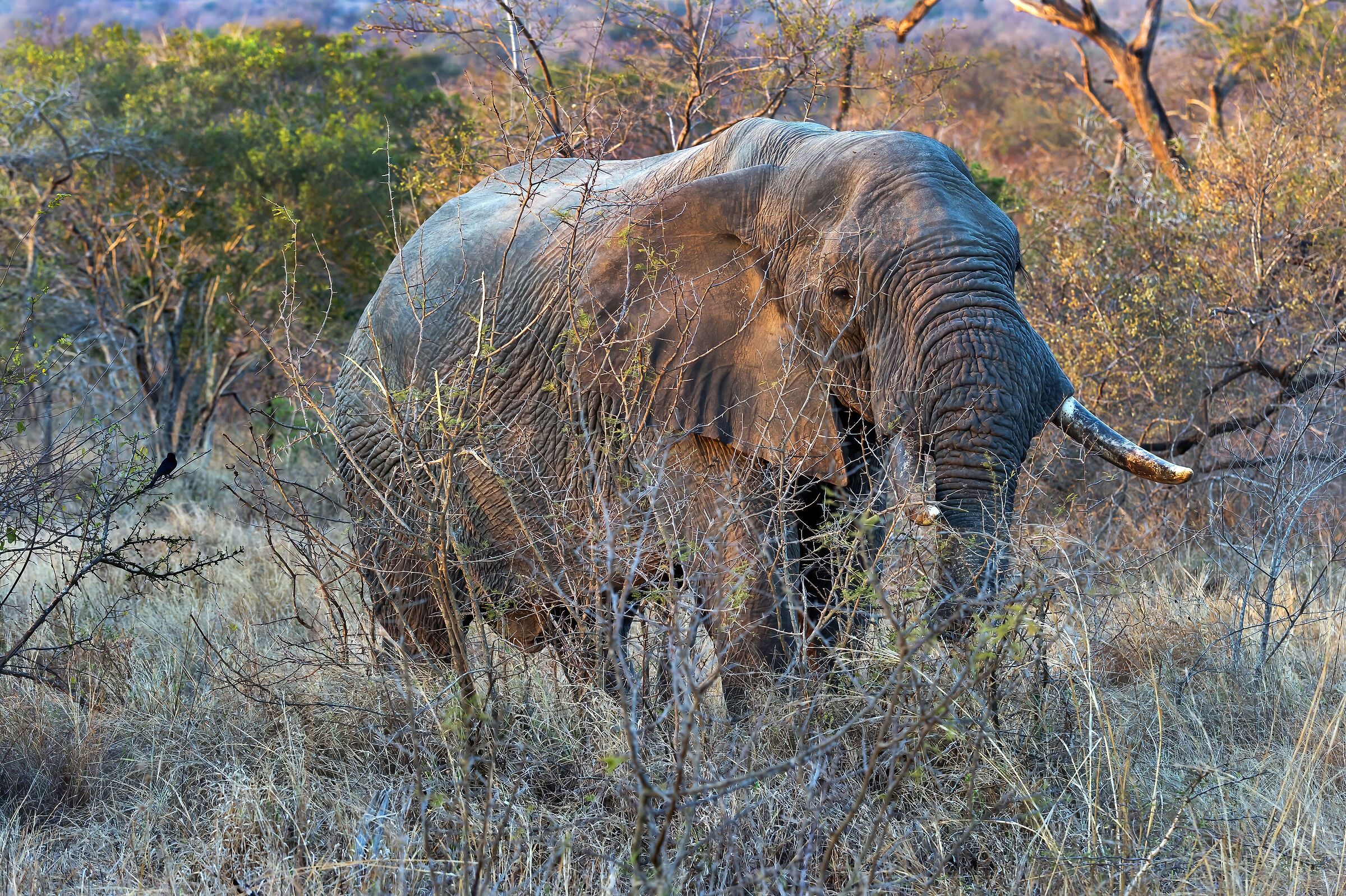 Elefante africano (Loxodonta africana)