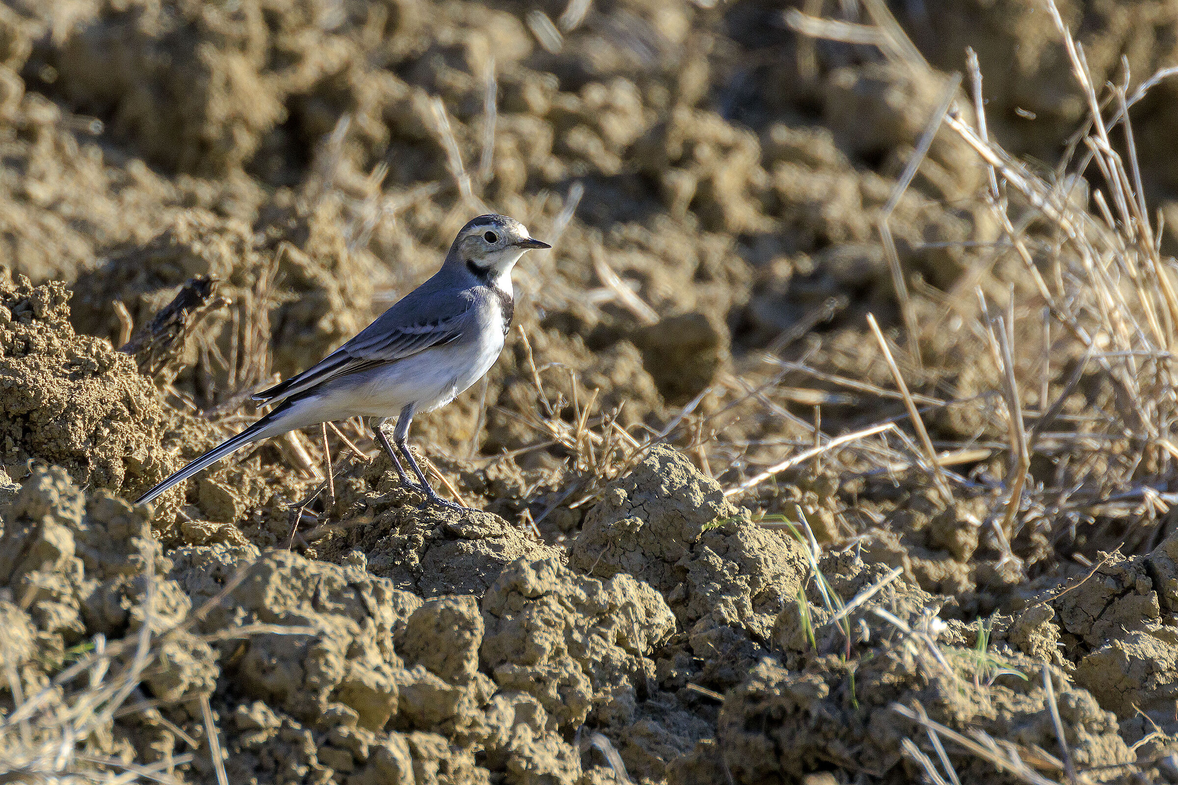 White wagtail