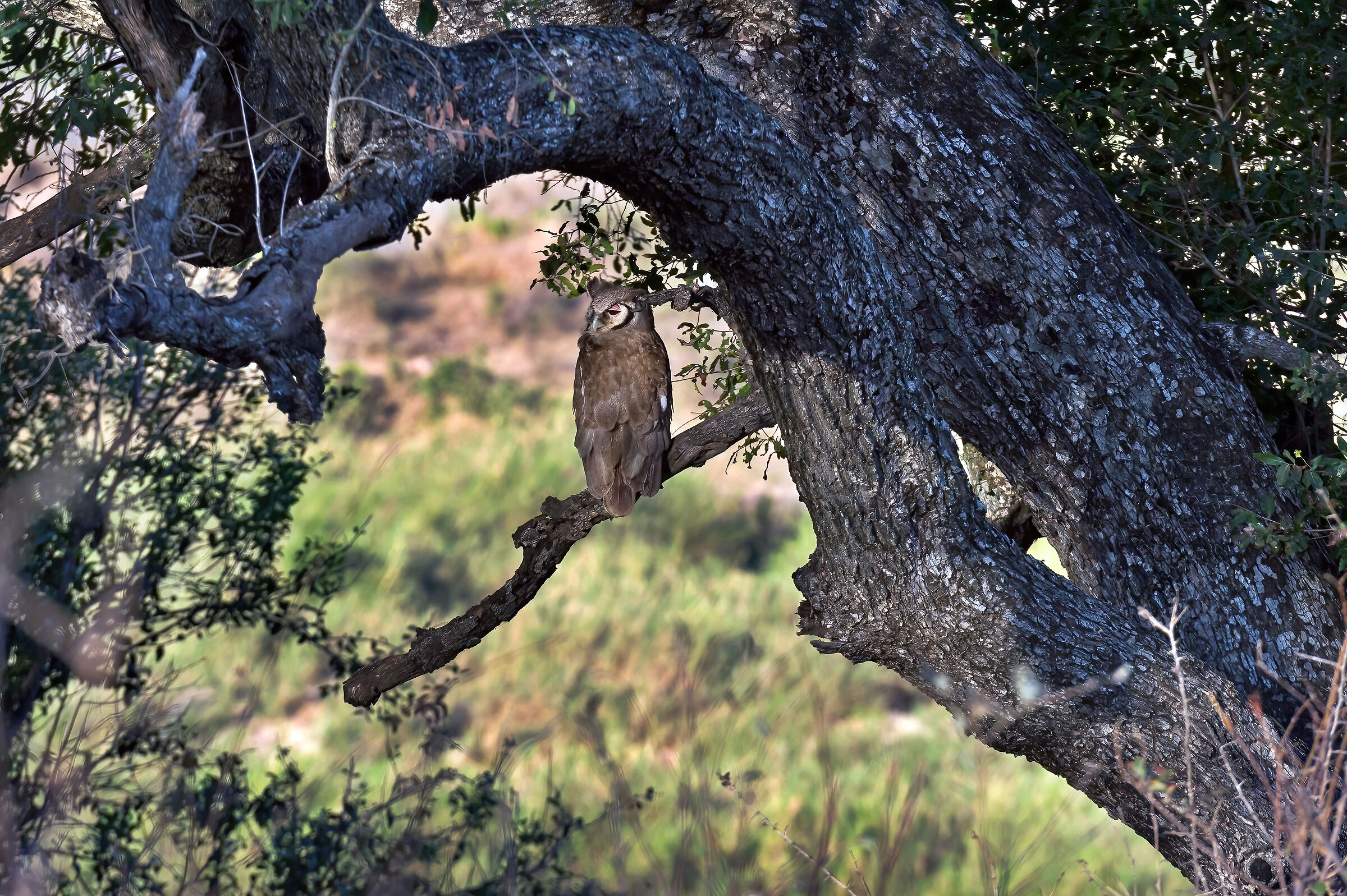 Gufo reale del Capo (Bubo capensis)