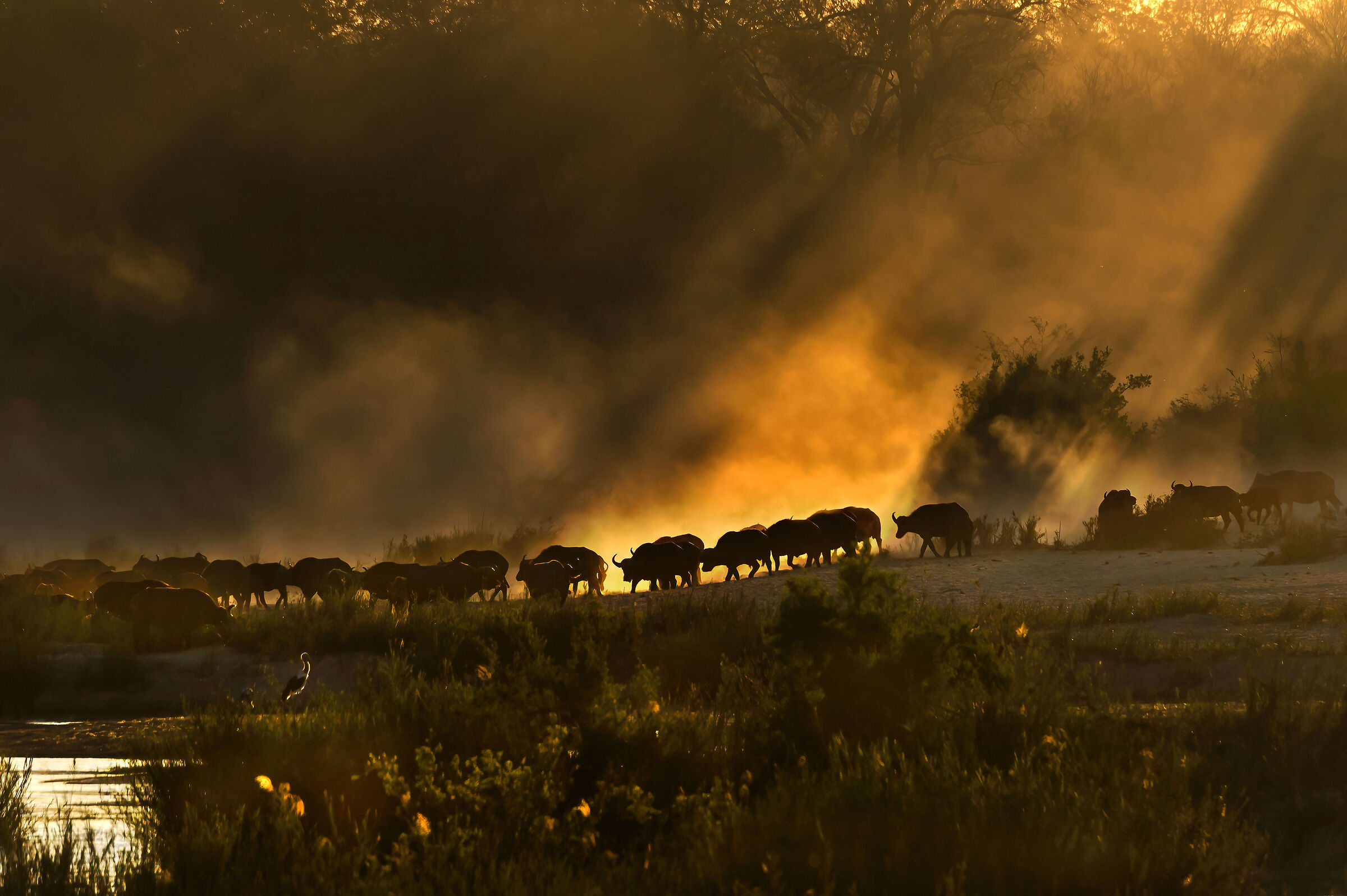 Bufali africani (Syncerus caffer)