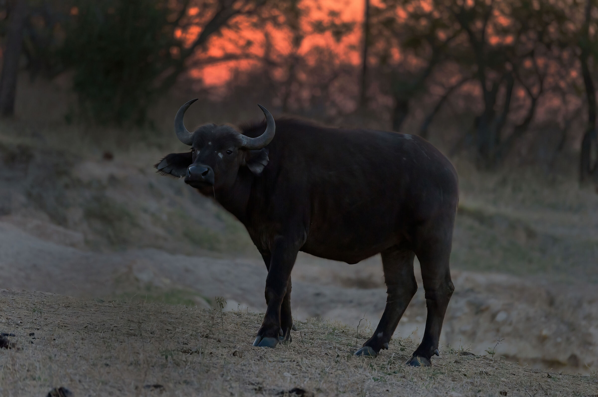 Bufalo africano (Syncerus caffer)