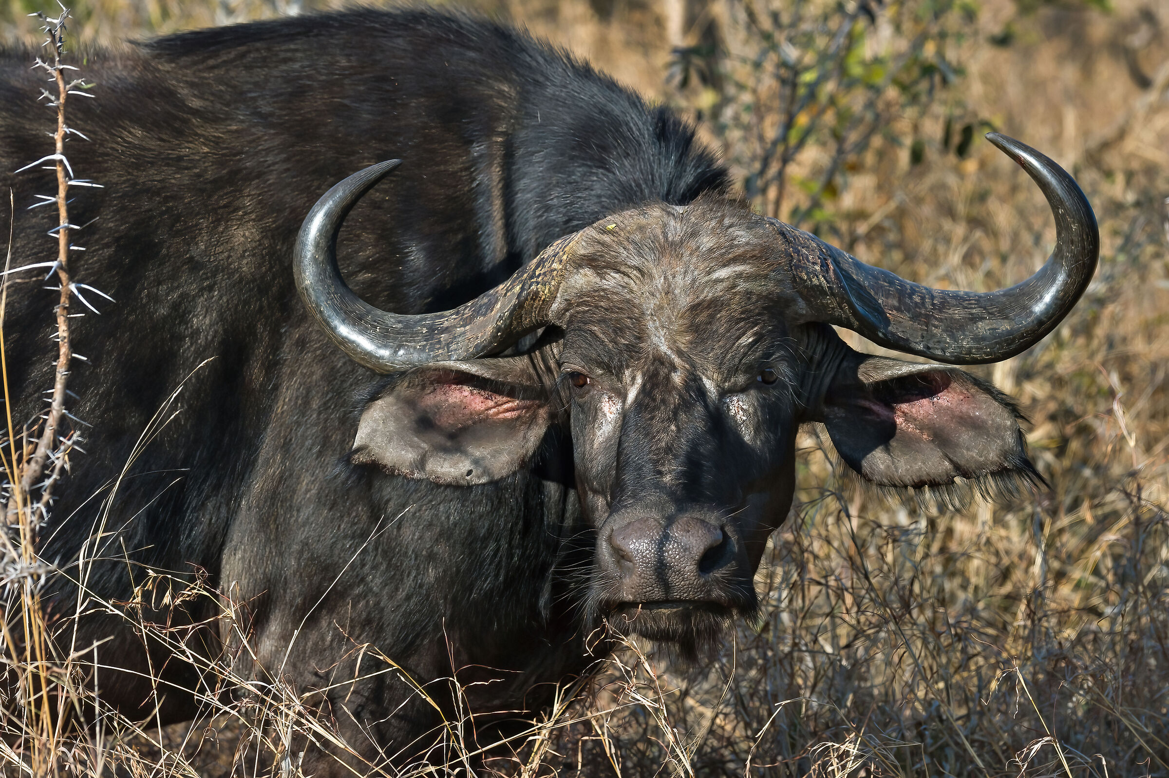 Bufalo africano (Syncerus caffer)