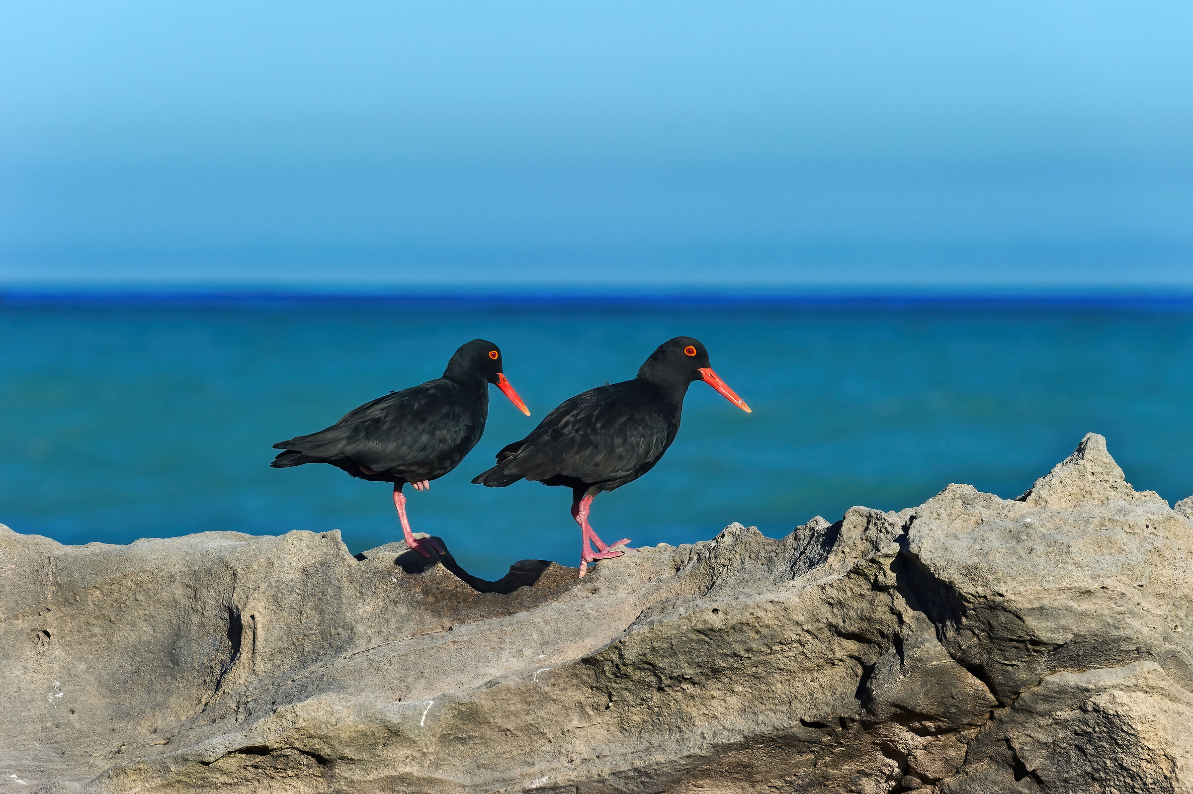 Beccacce di mare africane (Haematopus moquini)