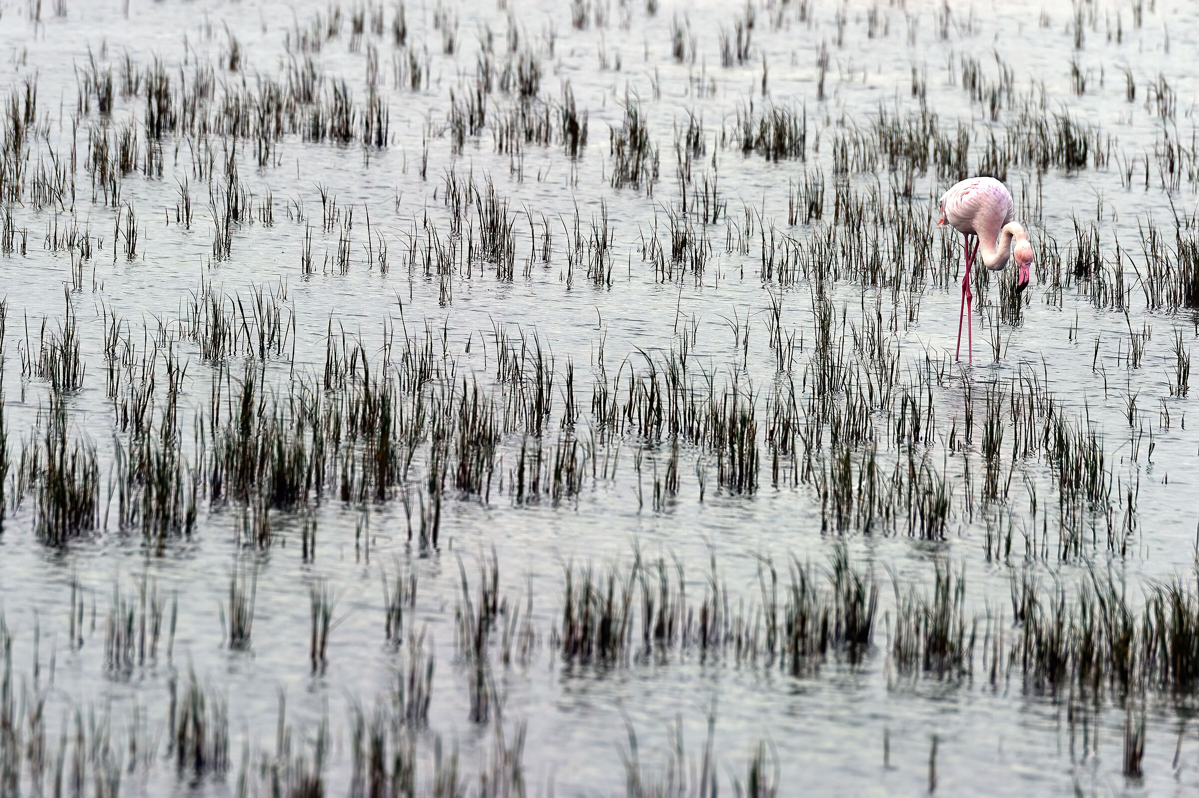 Fenicottero minore (Phoeniconaias minor)