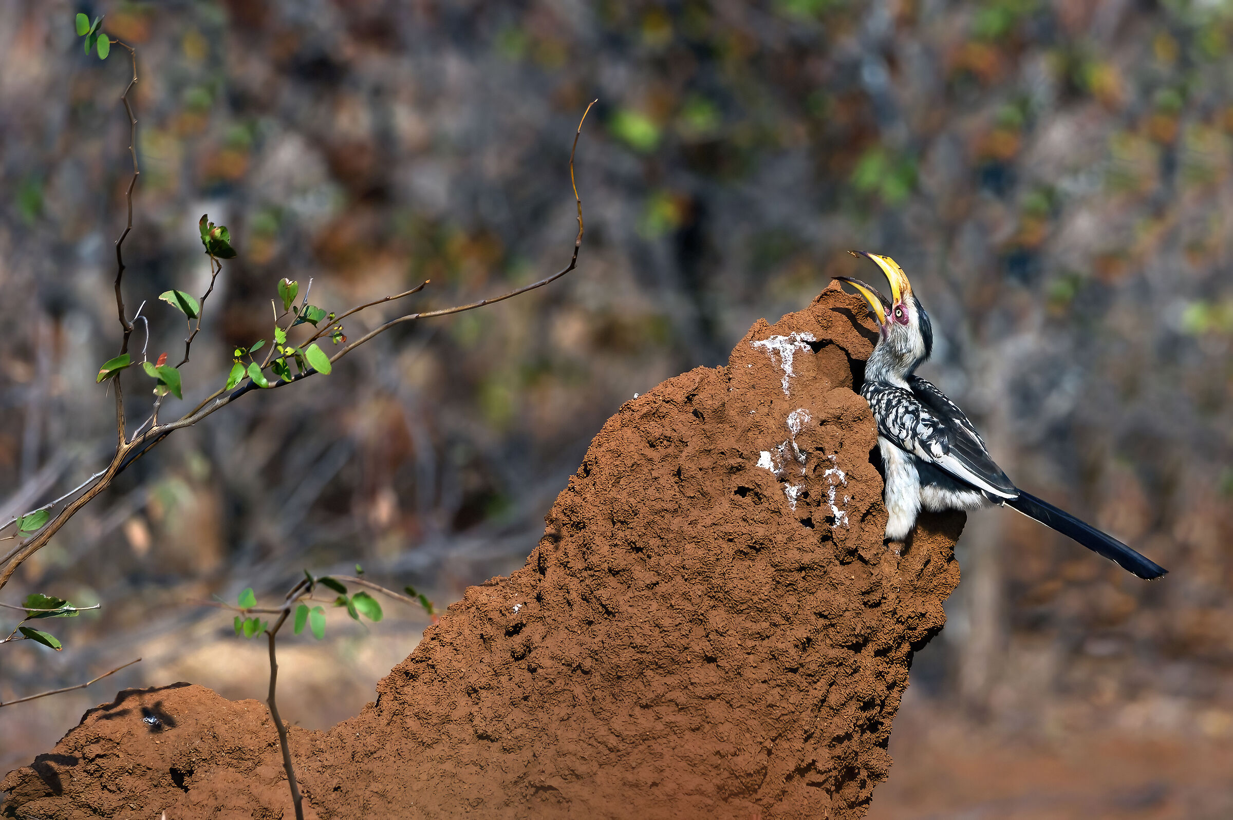Bucero beccogiallo (Tockus leucomelas)