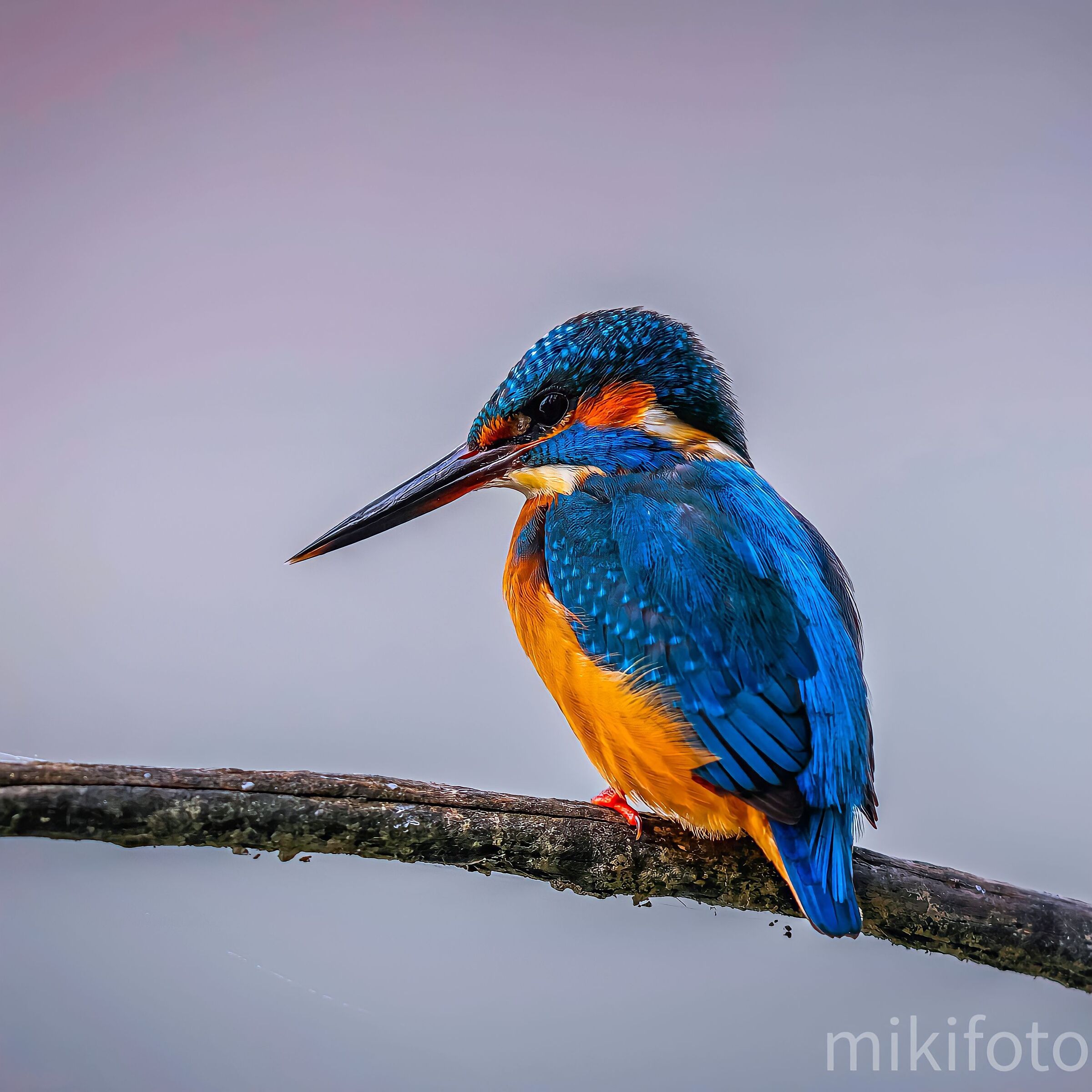 Kingfisher